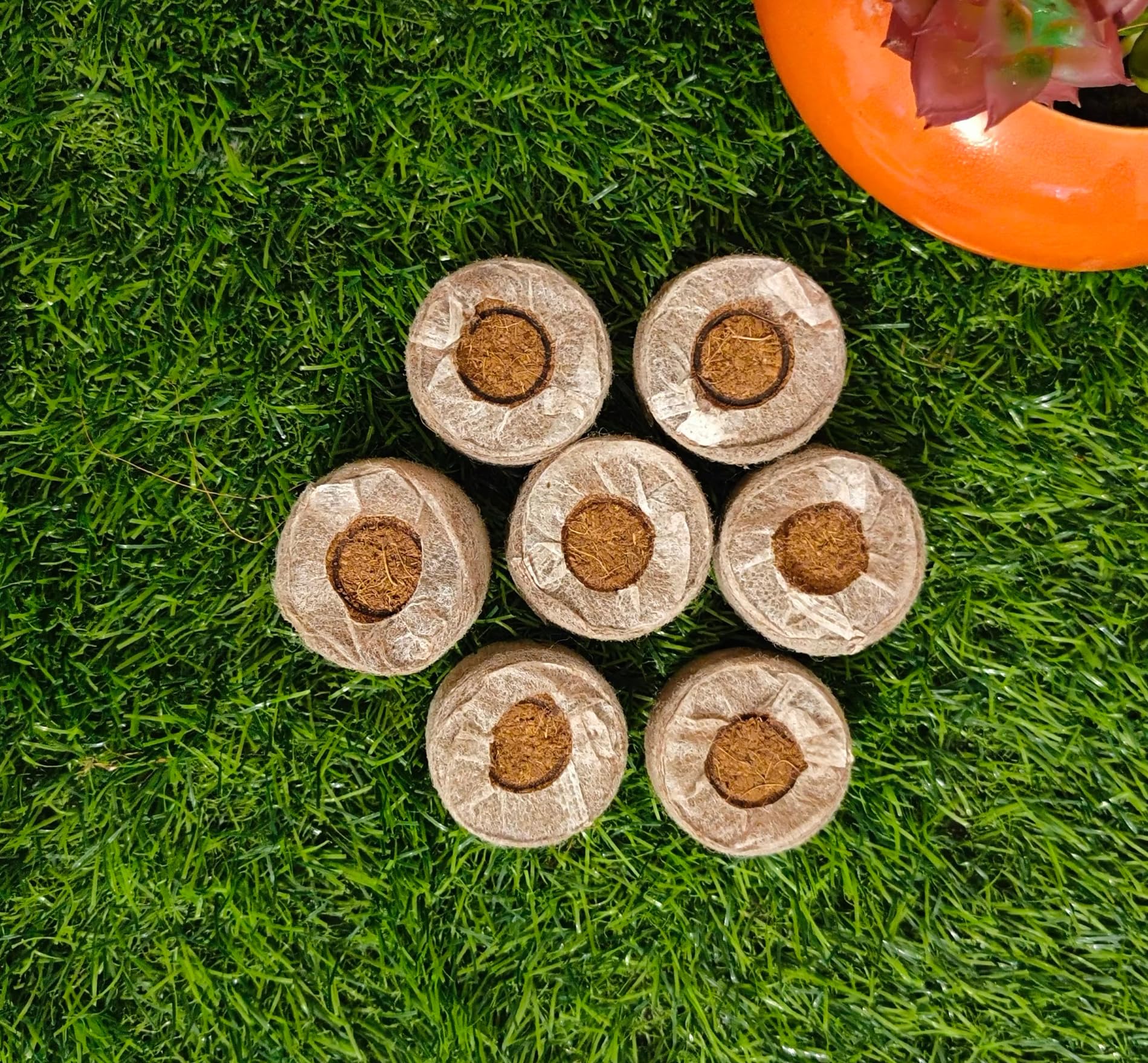 Gold Dust Cocopeat Coins for Seedling, Cocopeat Coin, Cocopeat Disc for Plants, Coir Coins for Plants, Netted Coco Coins, Pure Coconut Coir Netted Pellets, Coco Coins for Plants, (Pack of 25) (B0CBW43ZM1) Amazon Price History, Amazon Price Tracker