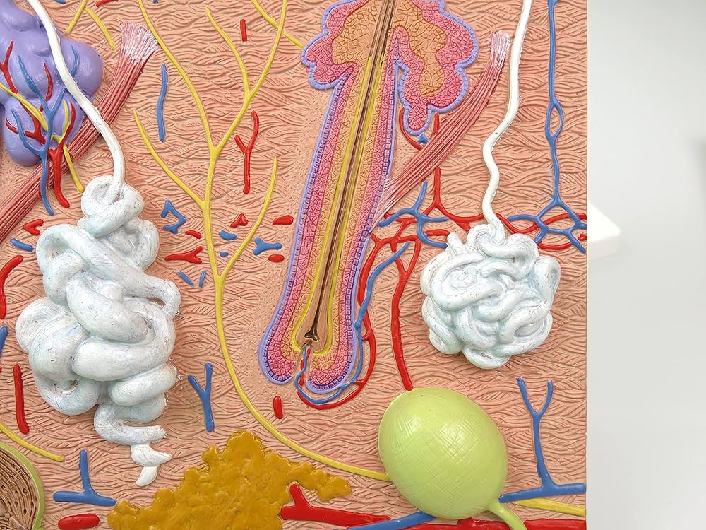 皮膚構造模型 美容 教材 毛穴 毛根 解剖模型 人体学習用 皮膚構造模型 美容 教材 毛穴 毛根 解剖模型 人体学習用