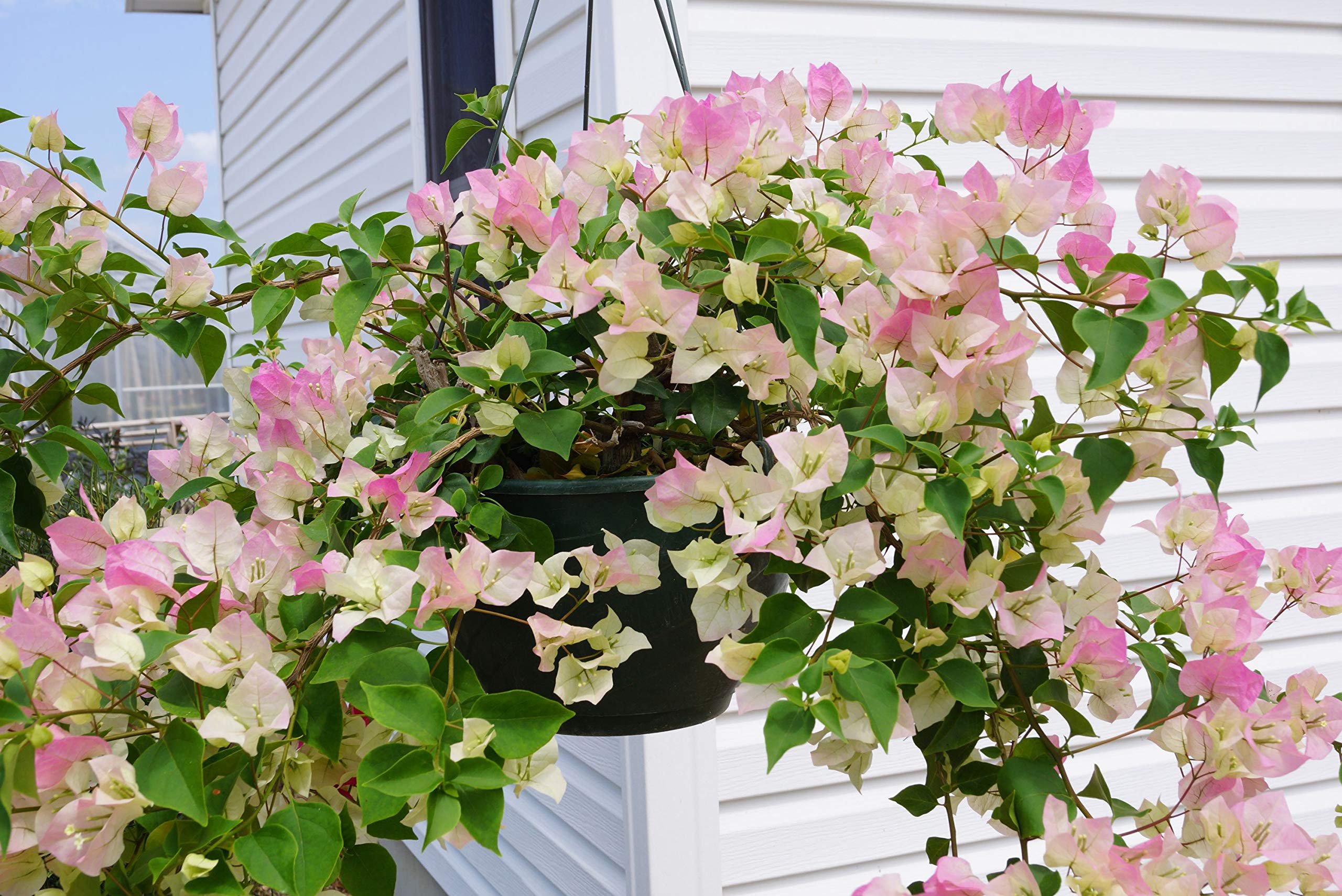 Aiden Gardens Bougainvillea Flower Plant Imperial Thai Delight pink white Color Paper Flower 1 Healthy live plant (B093FGP813) Amazon Price History, Amazon Price Tracker