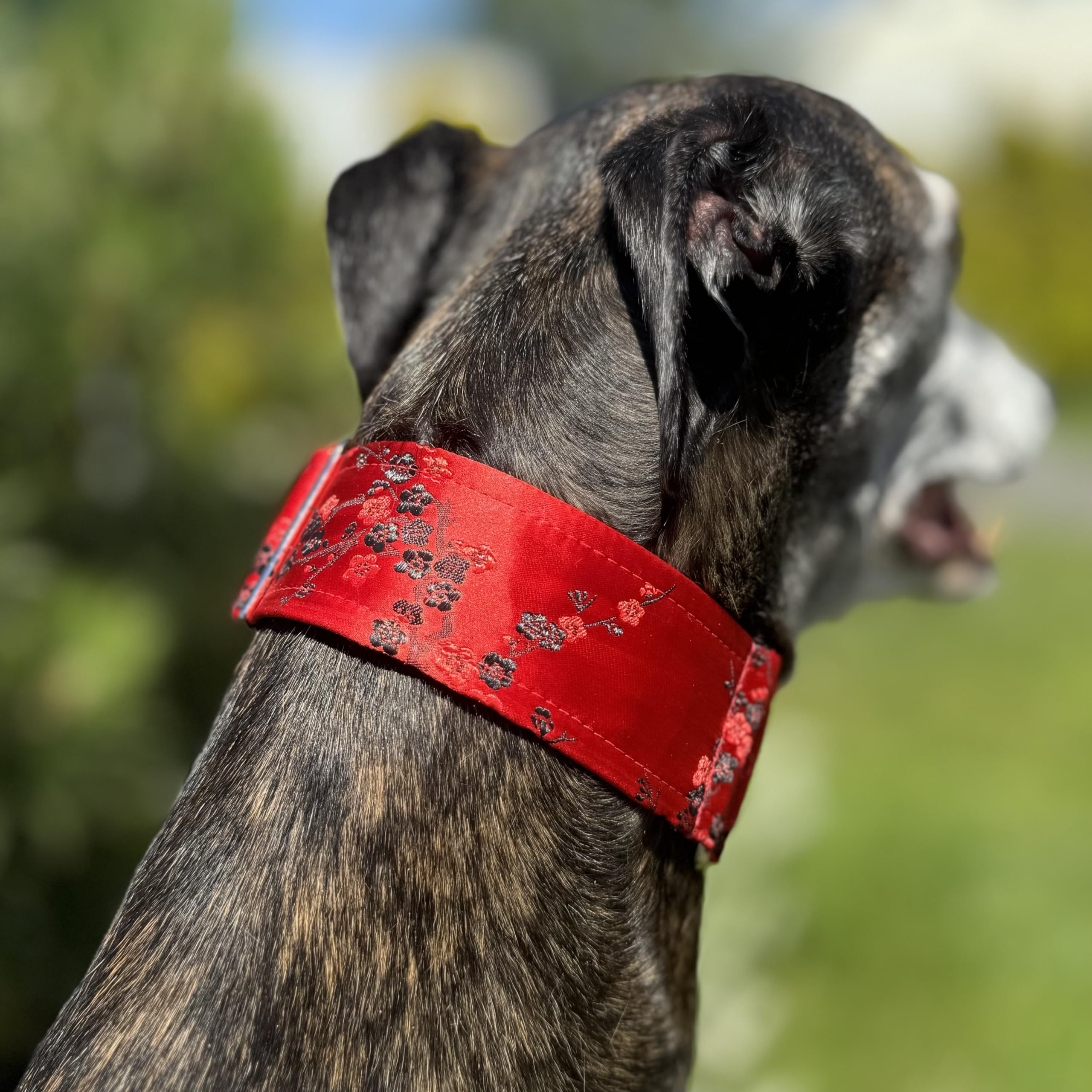 SightHound Gang Martingale-Hundehalsband und Leine, extra weich, fr  Windhunde, Saluki, Whippet, Galgo und andere Rassen mit hnlichem Hals, 5,1  cm breit, M 27,9 cm - 35,6 cm : Amazon.de: Haustier