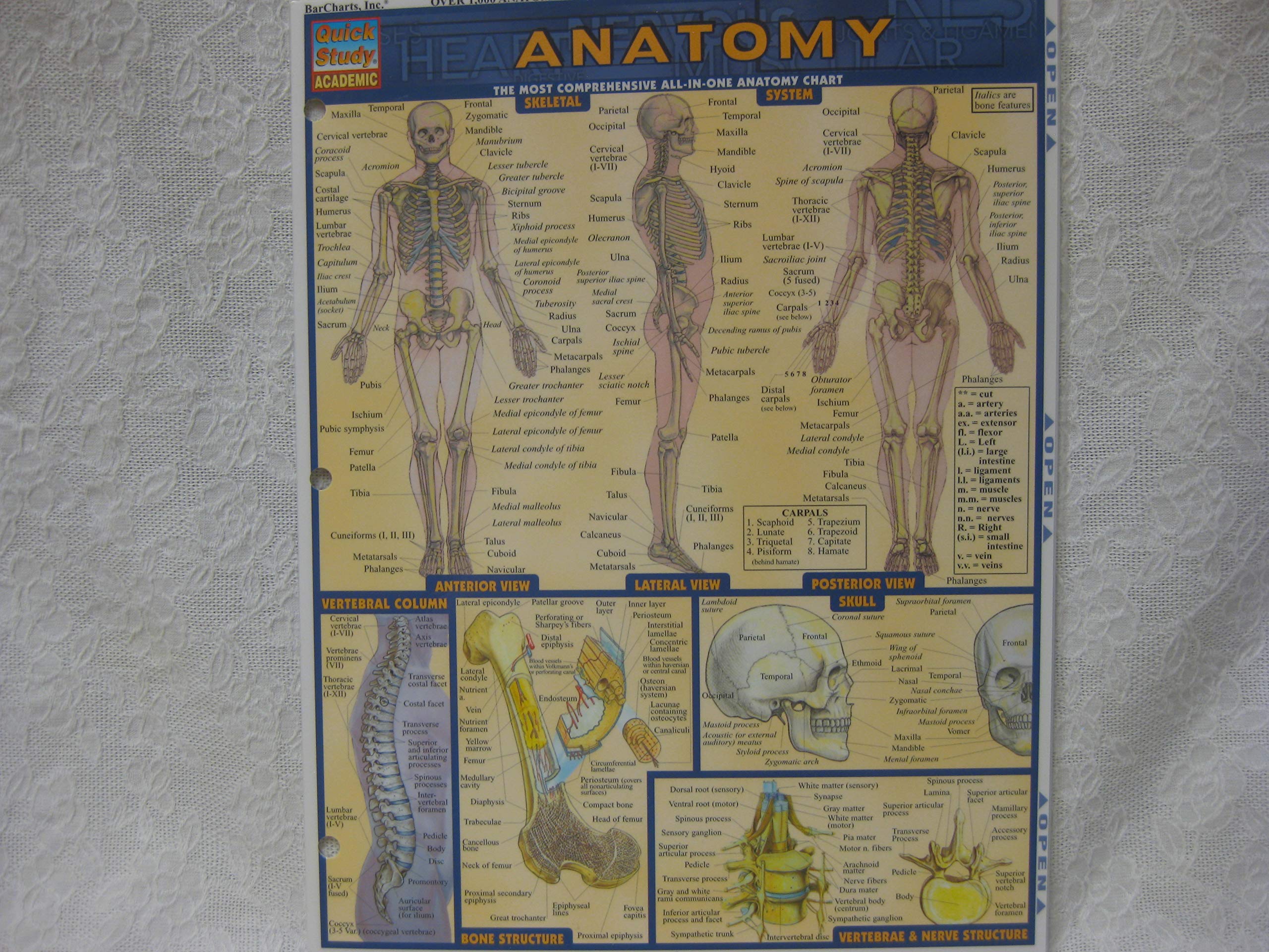 Anatomy (Quickstudy Reference Guides - Academic)