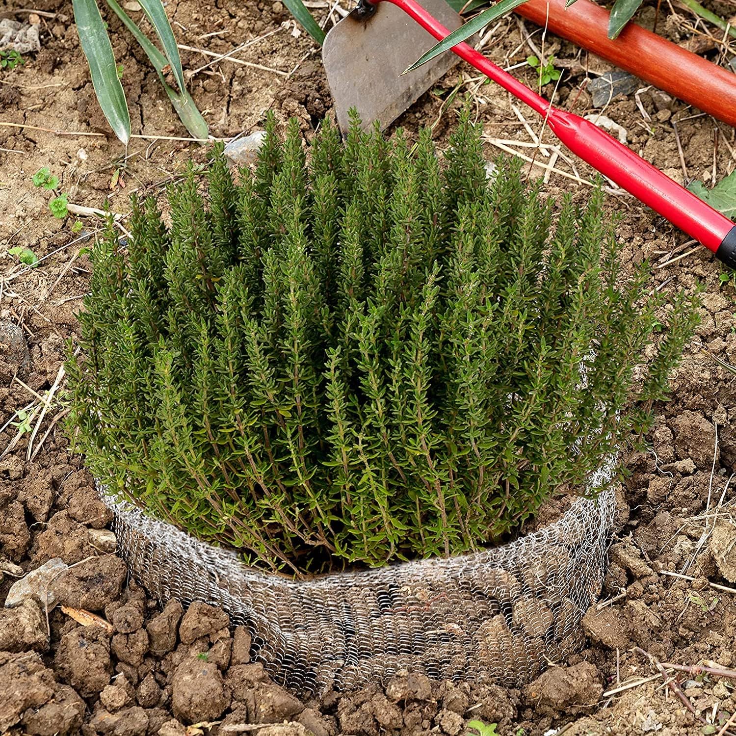 Aulock 5 Gallon Plant Root Protector for Gopher Voles Moles, 8 Pack Stainless Steel Guard Baskets Cages