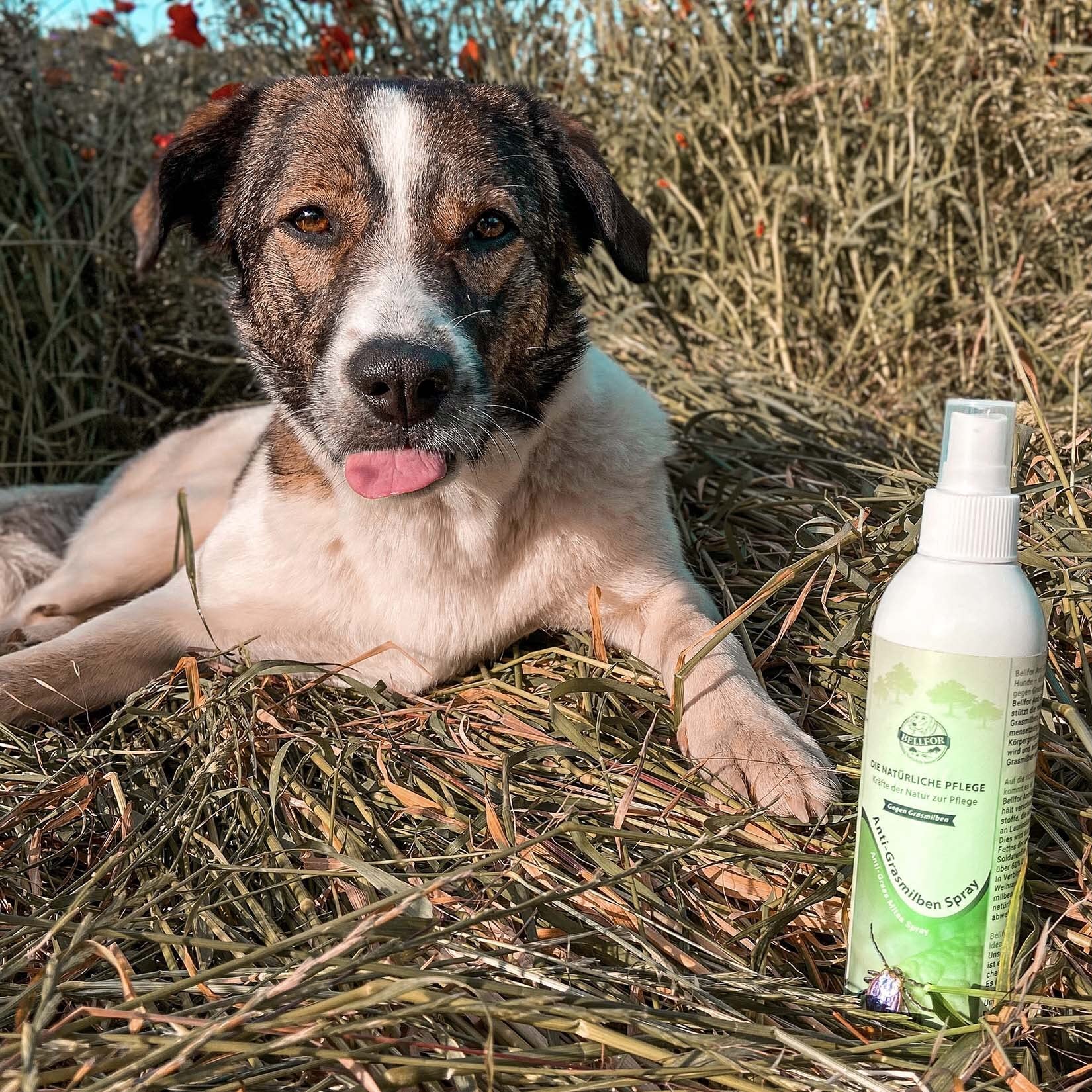 Bellfor Grasmilben Schutz-Set für Hunde – Anti-Grasmilben Spray 250 ml mit Teebaumöl & Lavendelöl + Marsavet Wundsalbe 30 ml – Natürliche Pflege bei Hautreizungen