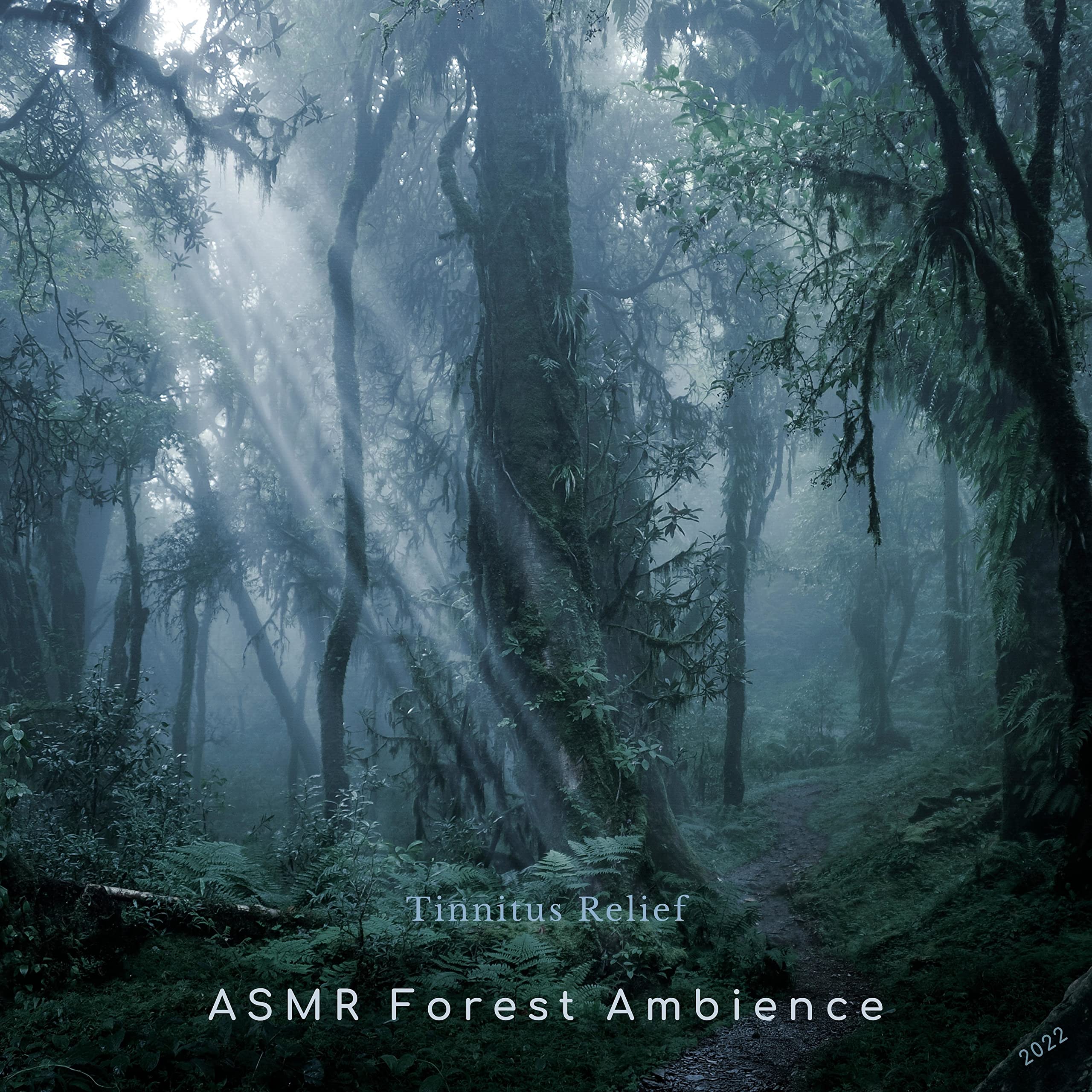 ASMR Forest Ambience
