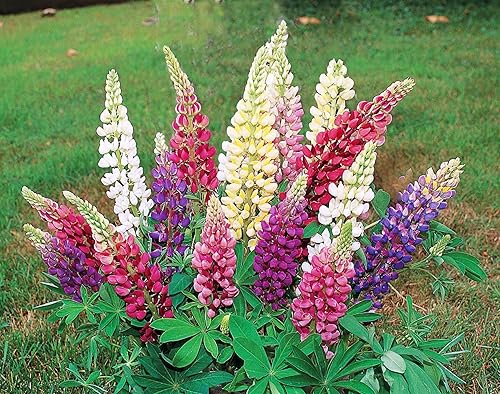 Miniatura 2 de Semillas Russell Blend Lupine Giant Mix Flores Perennes
