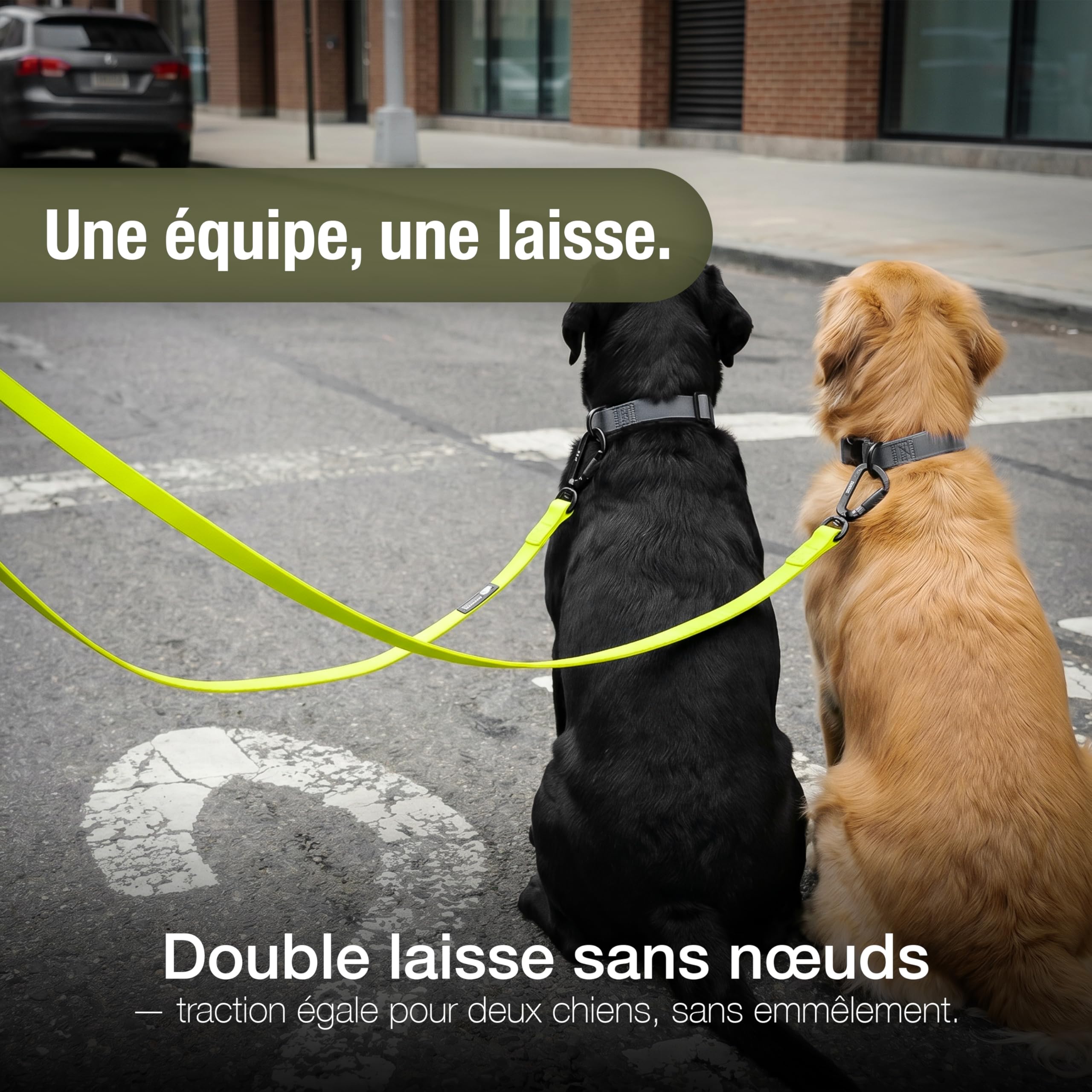 Laisse Chien Étanche Solide 3m pour Chiens Petits à Grands (10-100kg) – Bandoulière Réglable – WEATHERGUARD – 2X Mousquetons de Sécurité – Marque Allemande, Couleur:Jaune Fluo