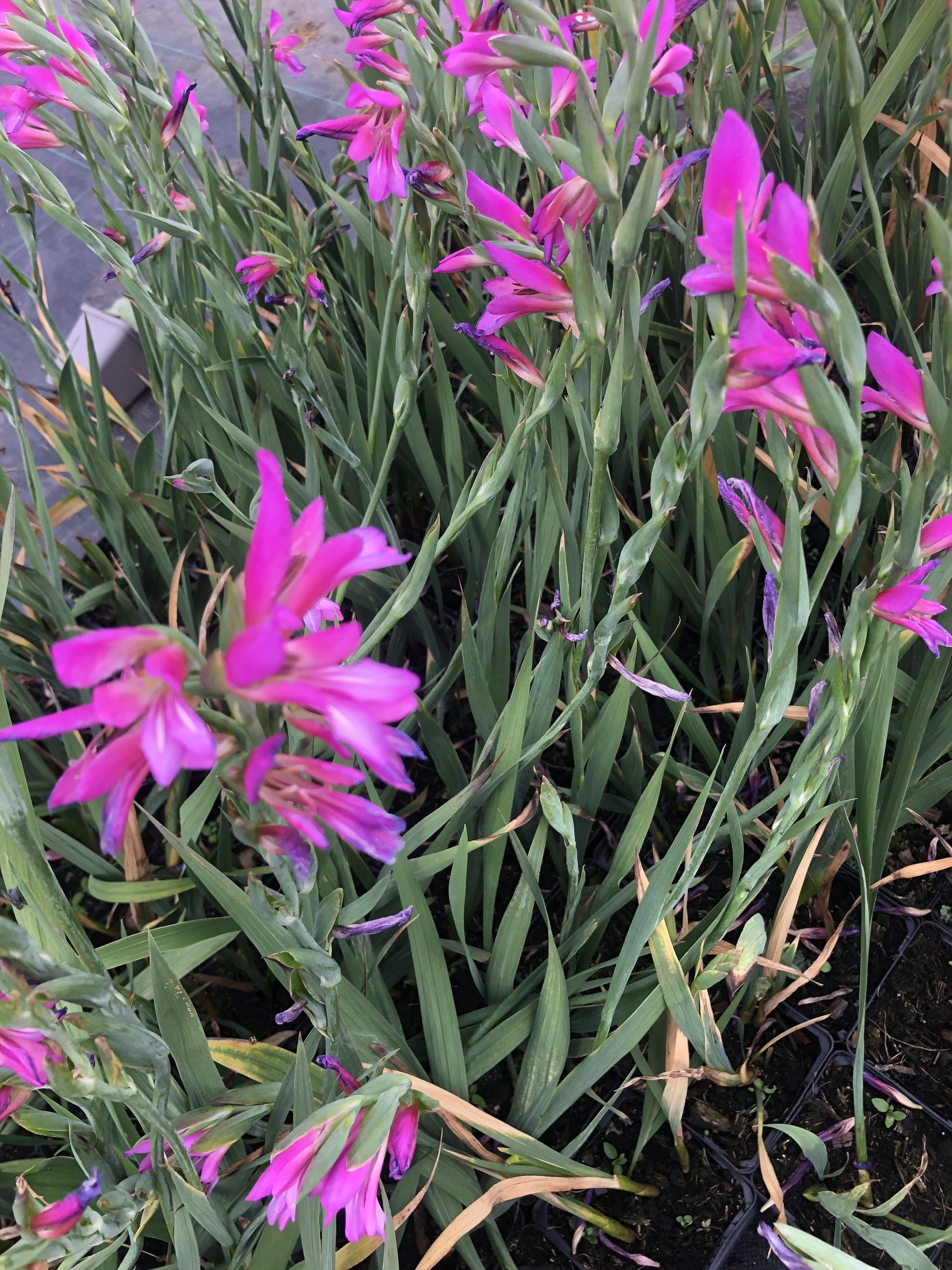 6x Byzantinische Gladiolen - Gladiolus communis subsp. byzantinus | 9x9 cm pot