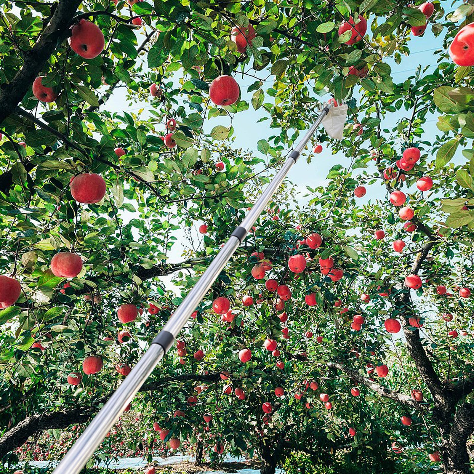 4,2M Obstpflücker mit Teleskopstiel, Apfelpflücker, Kirschenpflücker mit Leichter Edelstahl Teleskoppfahl und Baumwollbeutel, Obstgreifer Einfach zu Montieren, Kirschpflücker, Pflaumenpflücker
