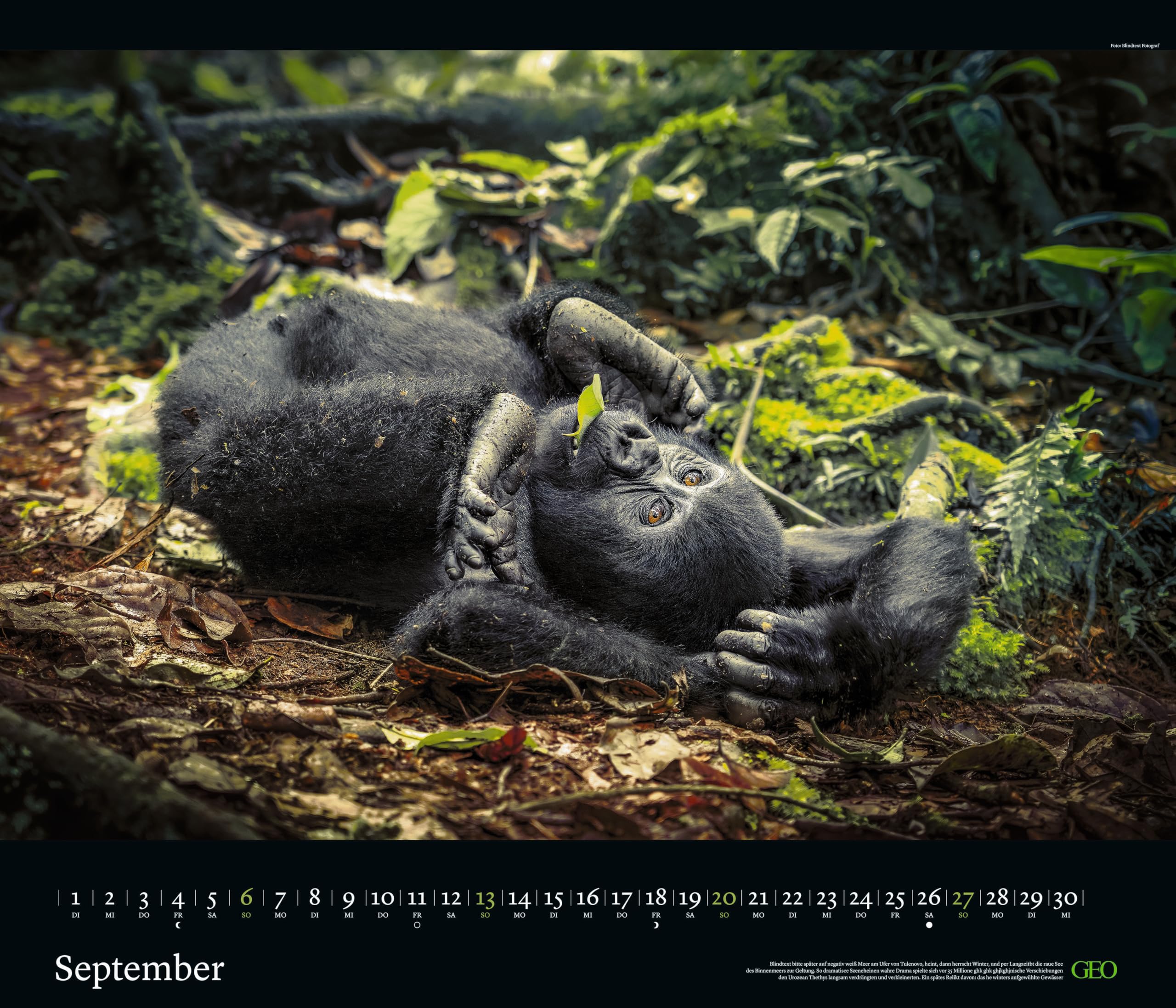 GEO - GEO Edition: Tierwelten 2026 – Wandkalender 70x60 cm, Tier-Poster-Kalender mit Wildlife-Fotografie, 12 Monatsblätter & Spiralbindung inkl. Postkarten für Tier- und Naturfreunde