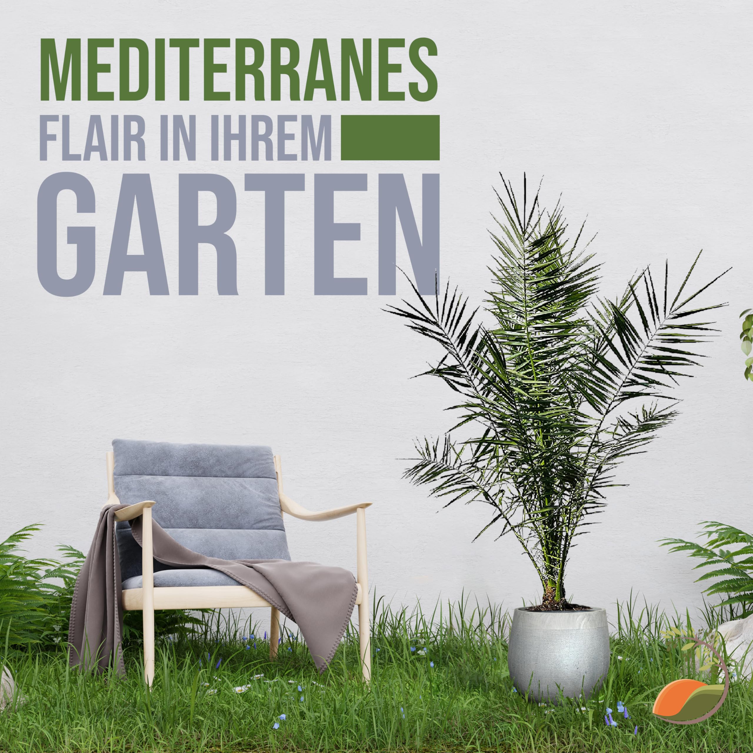 Tropictrees Phönix canariensis | Hauteur 160cm | Palmier dattier | Résistant au froid | Palmier phénix | Plante verte extérieure | dattier des Canaries | palmier exterieur