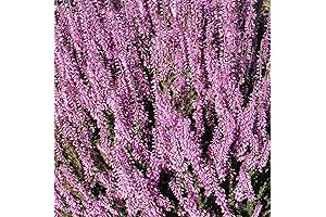 Scotch Heather Seeds: Your Gateway to a Vibrant Landscape