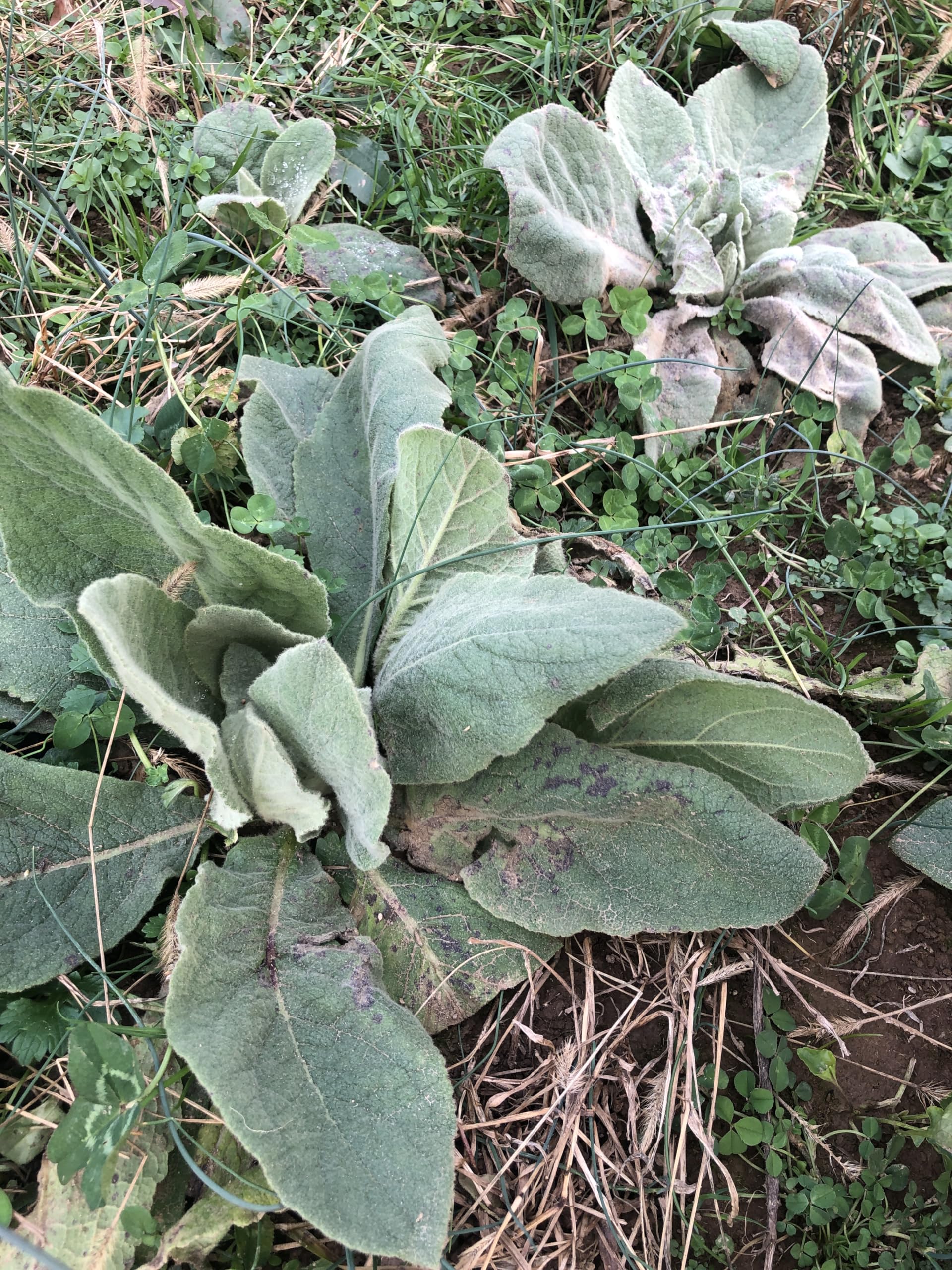 mullein tobacco Amazon.com : Smoke Camp Crafts Dried Mullein Leaves, Verbascum thapsus, 1  oz Dried Herb for Tea - Organic