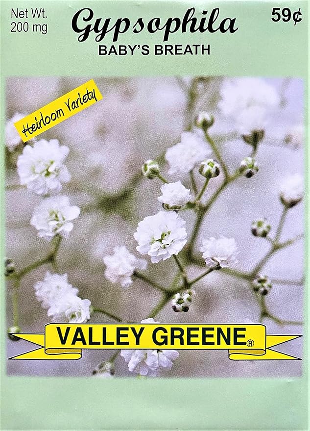 Set of 50 Gypsophila Baby's Breath Annual Flower Seed