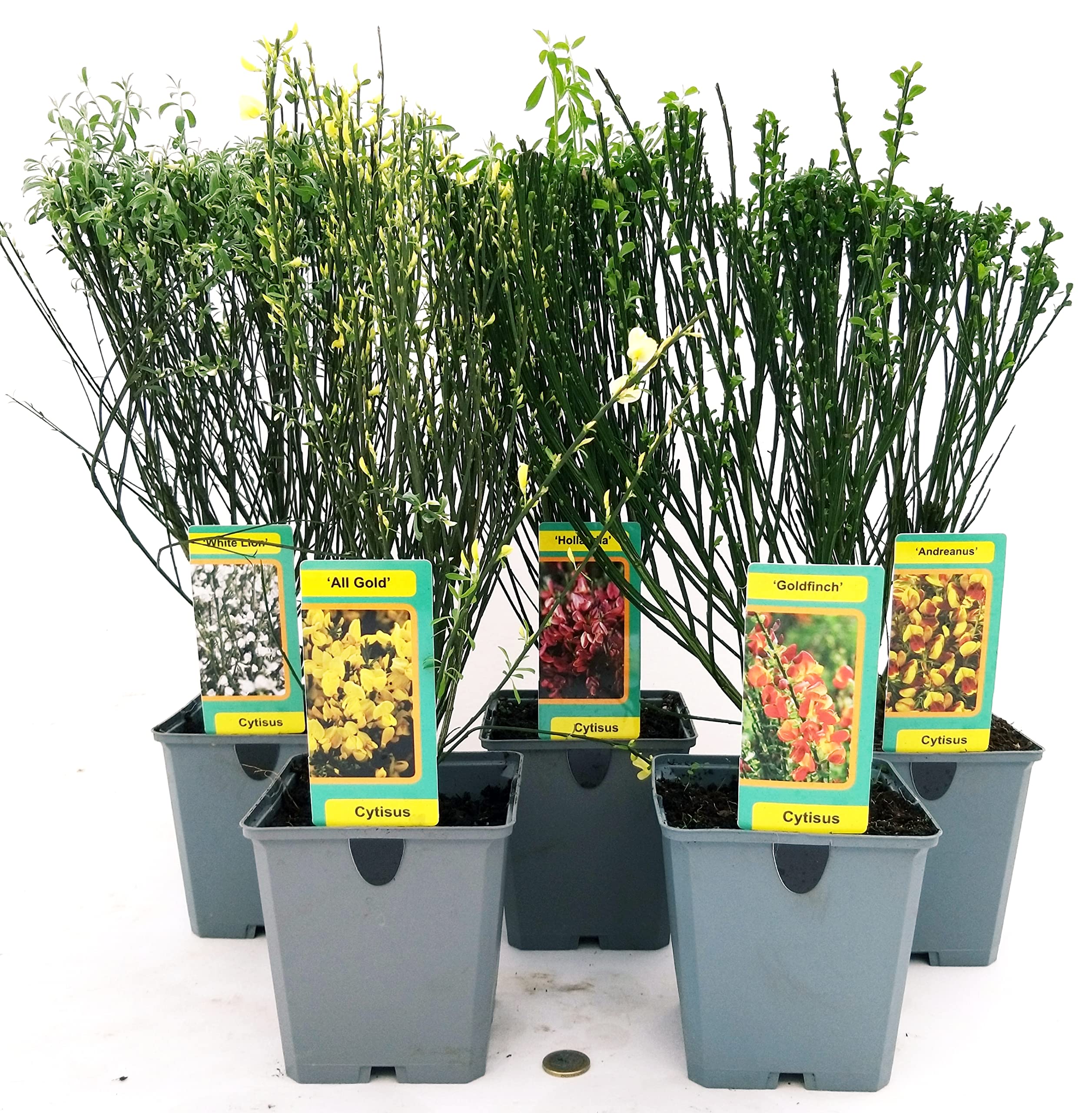 POWERS TO FLOWERS - GINESTRA 5 VARIETA': BIANCA, ROSSA, GIALLA, ARANCIONE, BICOLORE, piante vere