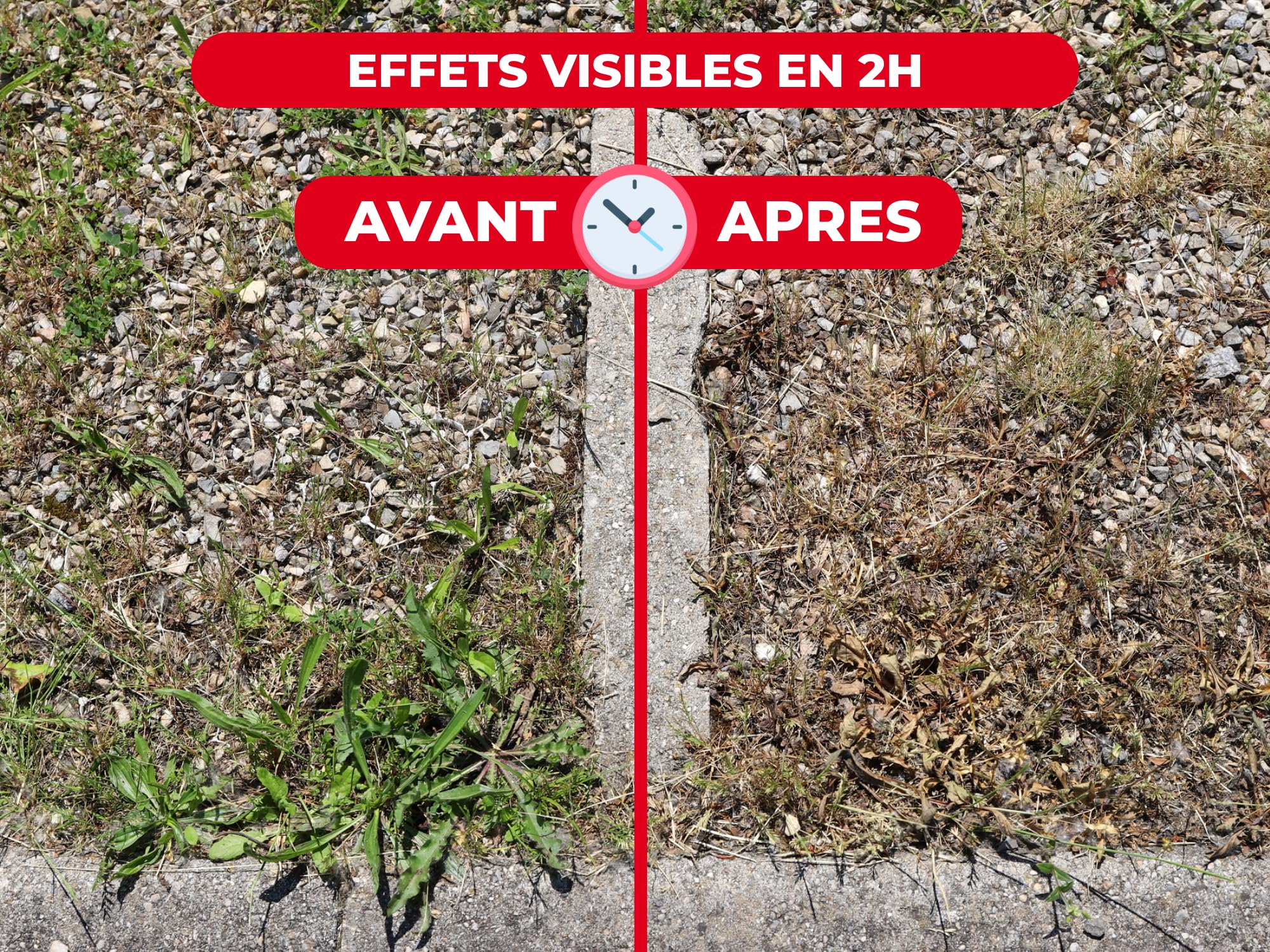 PROTECT EXPERT Désherbant Polyvalent Concentré 2,5L Jusqu’à 150m² Bidon Doseur PROHERBIO25N
