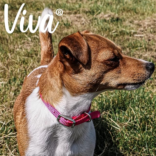 Foto 3 de 5 de Ancol Viva - Collar Ligero para Perro con Hebilla de satén, Color Rosa, Ajustable, Resistente…