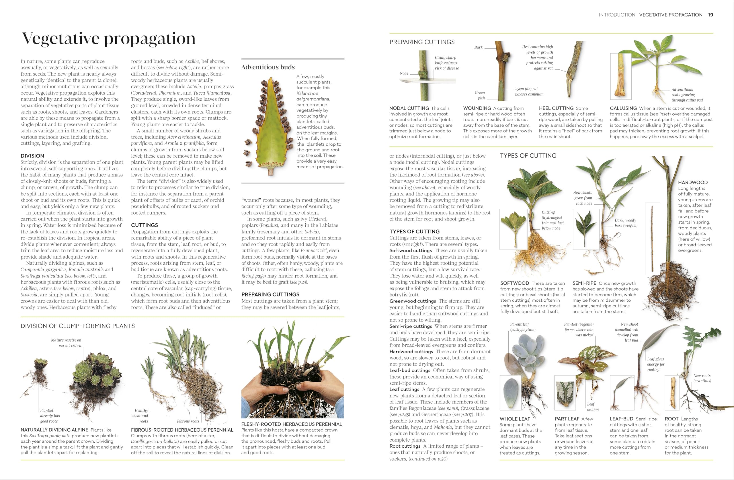 RHS Propagating Plants: How to Grow Plants for Free