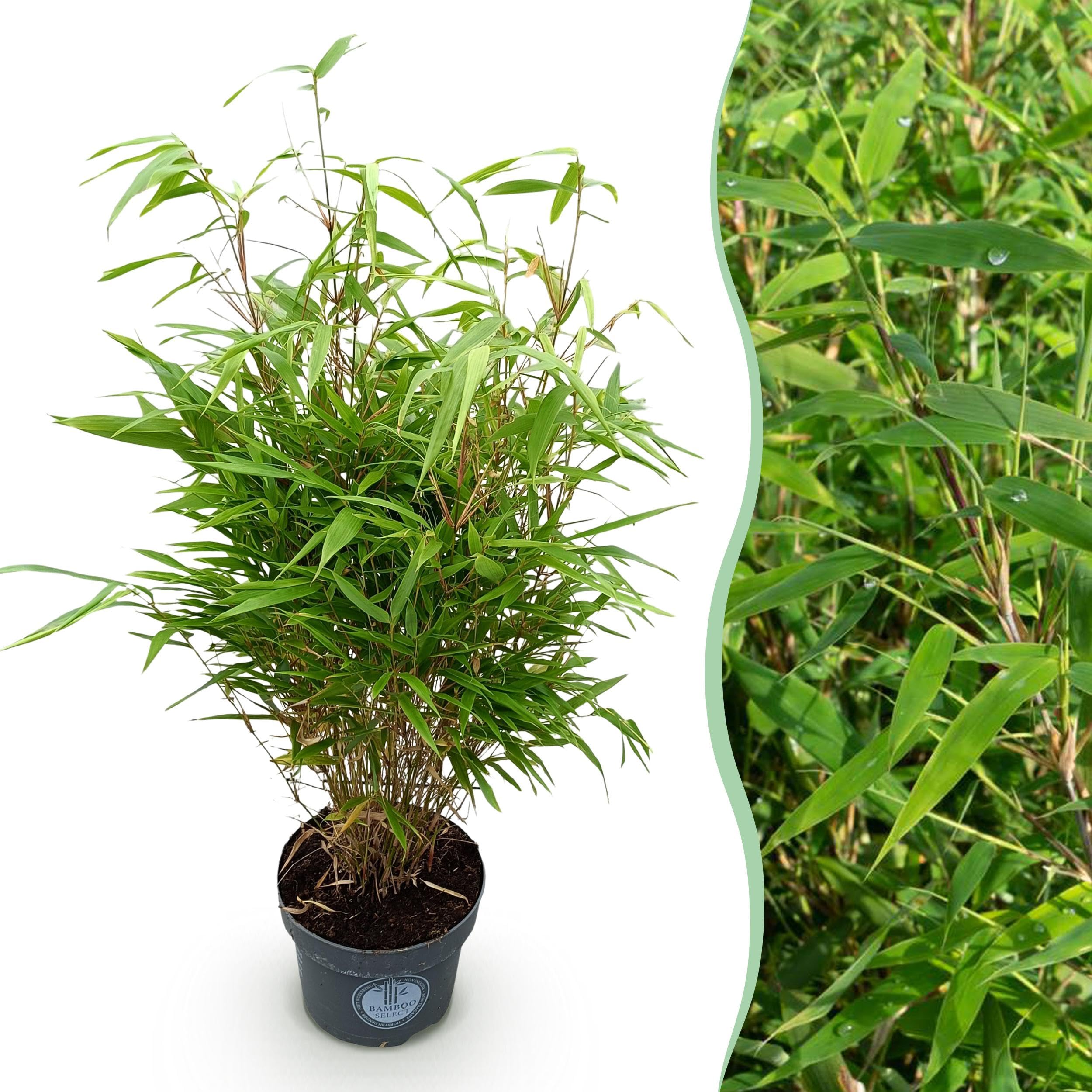 Graminées - Fargesia Rufa - Non invasif Bambou - A feuilles persistantes - 70-80cm - Ø23cm - Plante de jardin