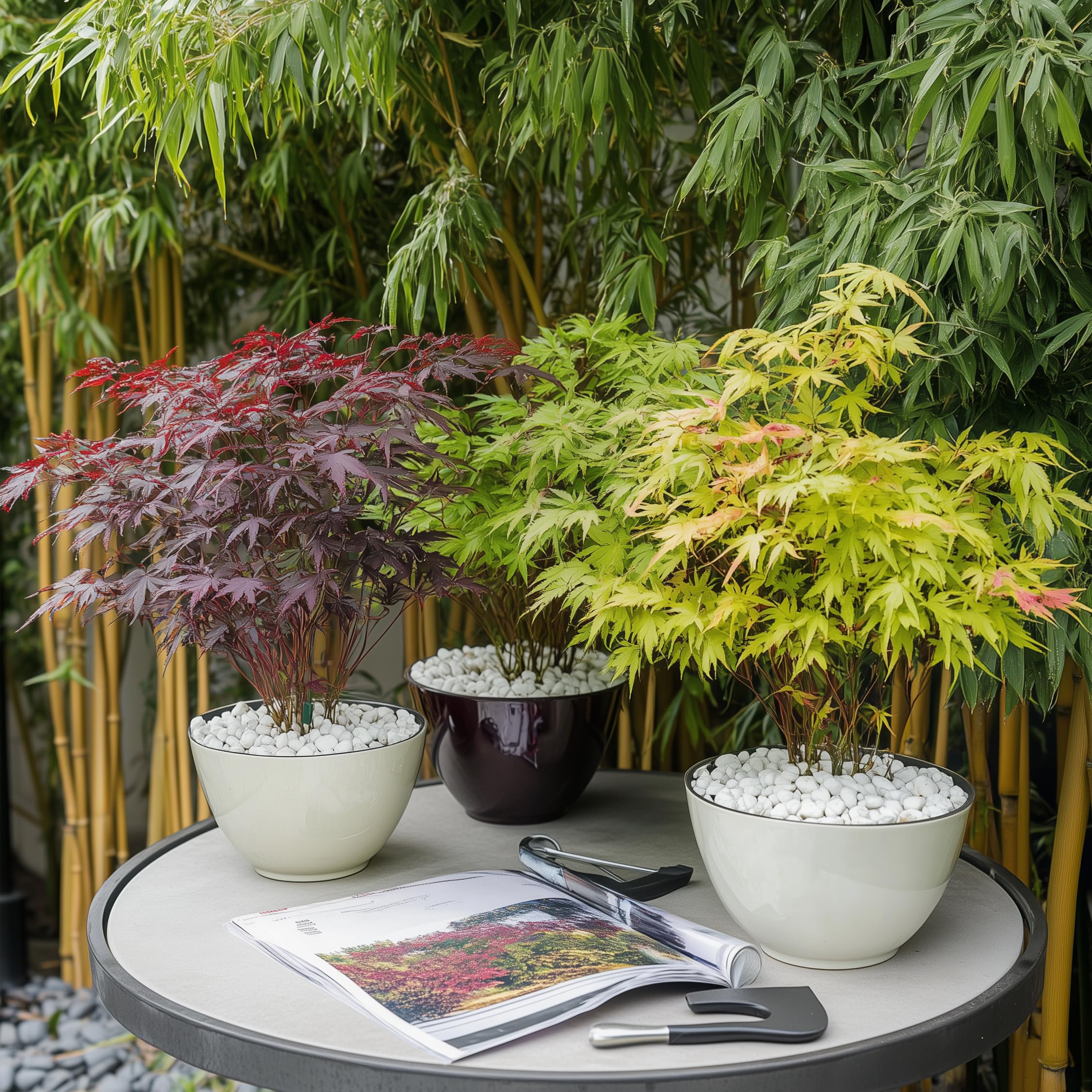 Plant in a Box - Arces japoneses resistentes al invierno - Set de 4 - Acer palmatum 'Atropurpureum', 'Going Green', 'Orange Dream', 'Butterfly' - Maceta 10,5cm - Altura 25-40cm