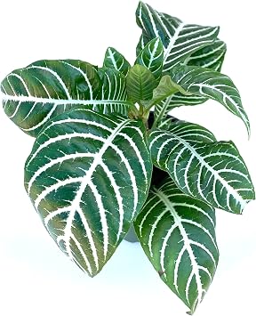 CTS Air Plants Aphelandra Zebra Plant