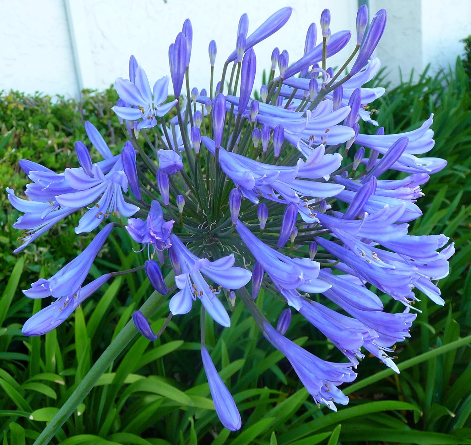 Agapanthus Africanus 'Lily of The Nile' - 10 Live Plants - 2" Pot Size - Blooming Groundcover