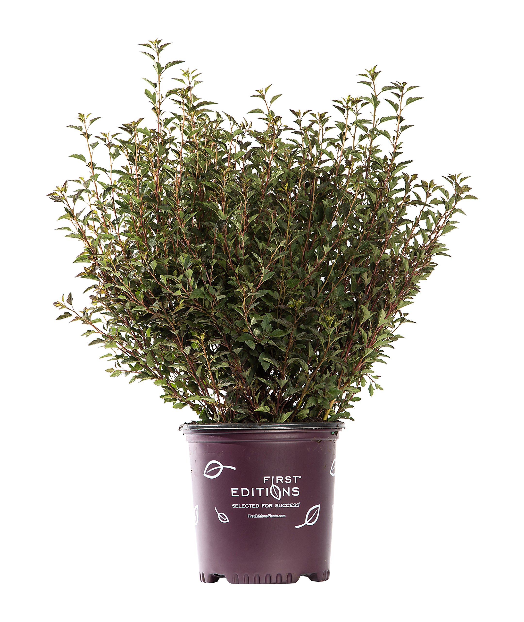 First Editions - Physocarpus op. Little Devil (Ninebark) Shrub, burgundy foliage, #3 - Size Container
