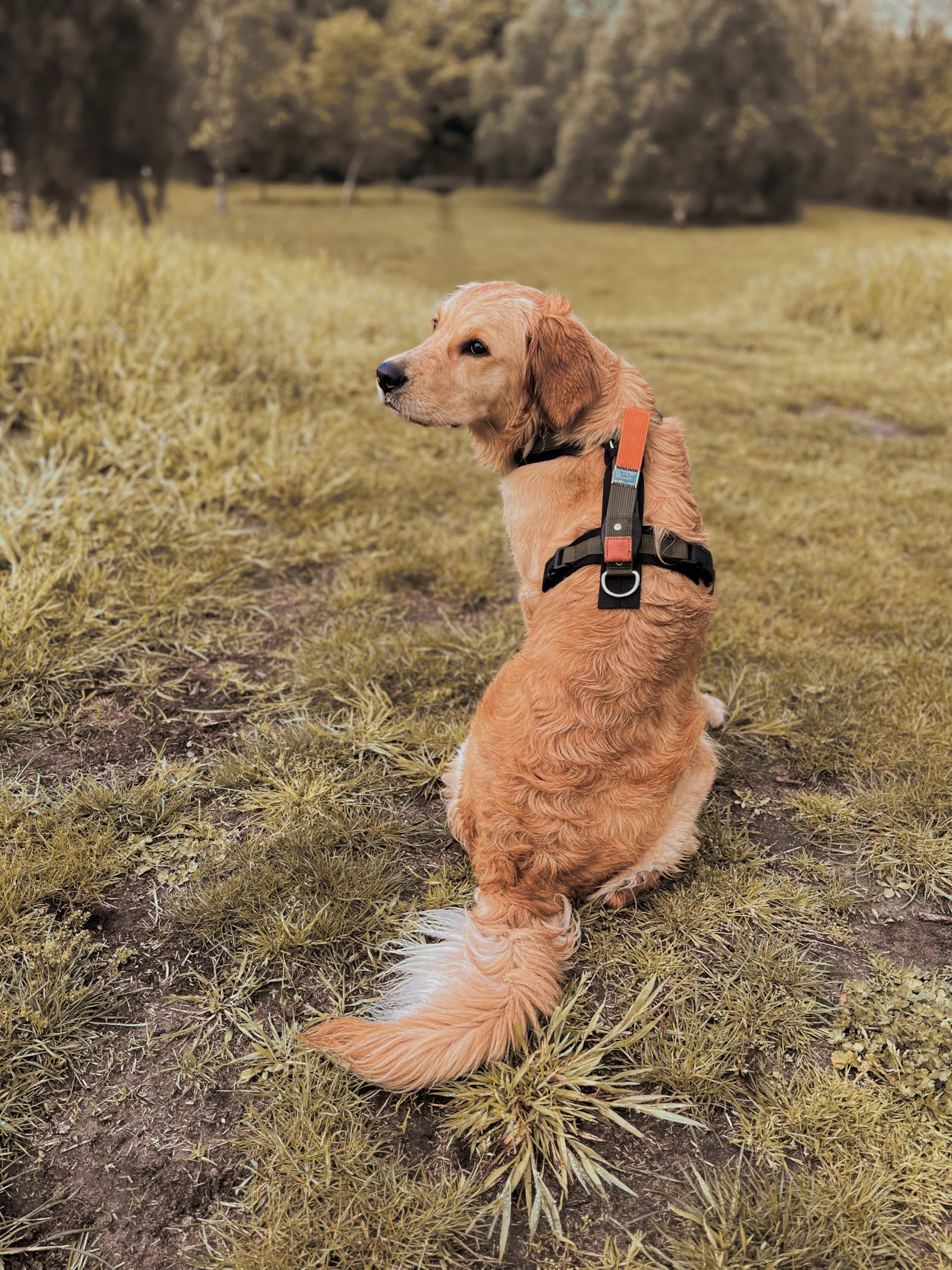 Pettorina per cani (Kaki, Small)