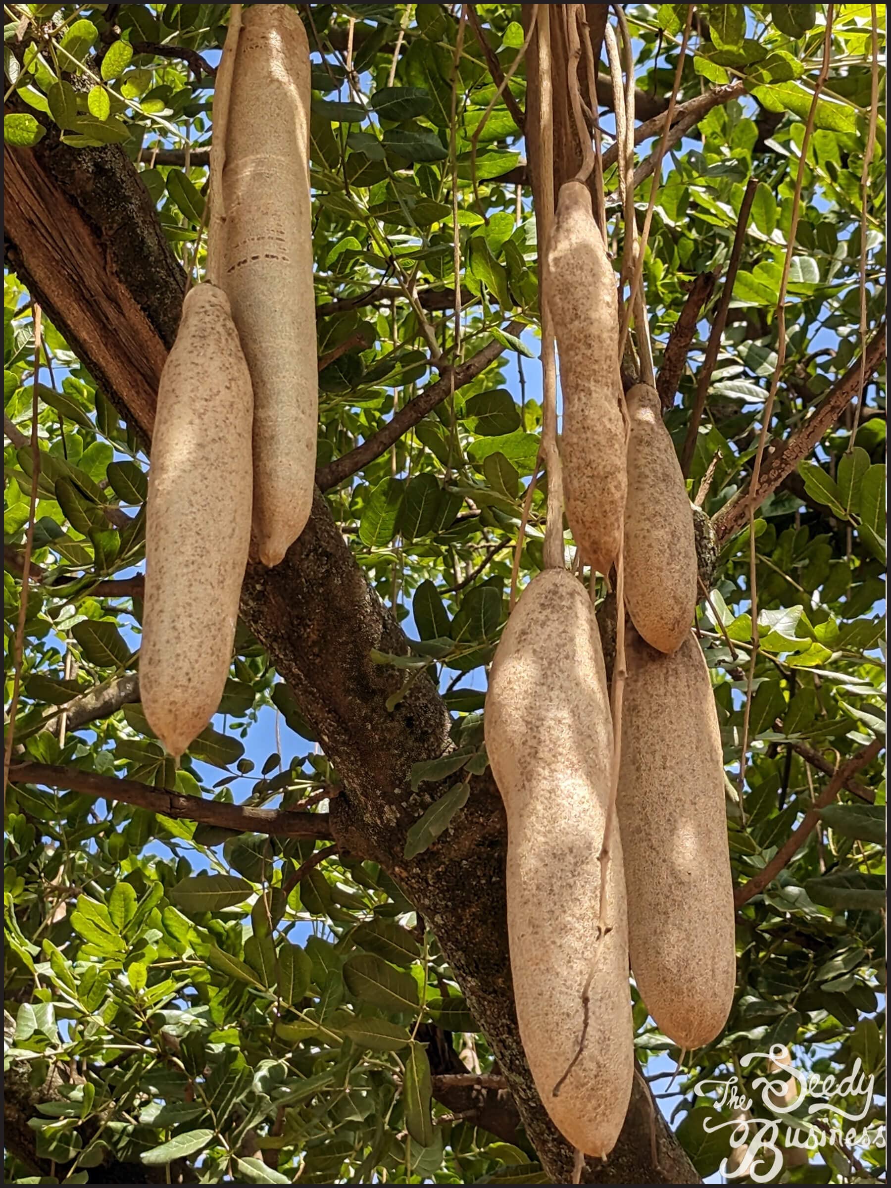 Kigelia africana (Sausage Tree) - 15 Seeds