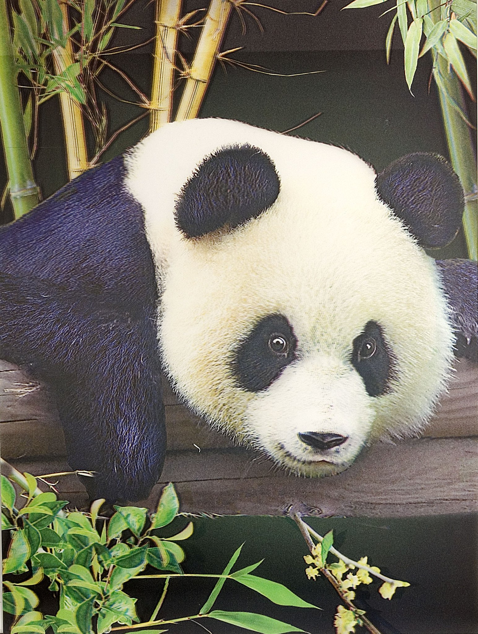 Amazon.com: Wild Republic Novelty - 3D Panda Portrait Poster