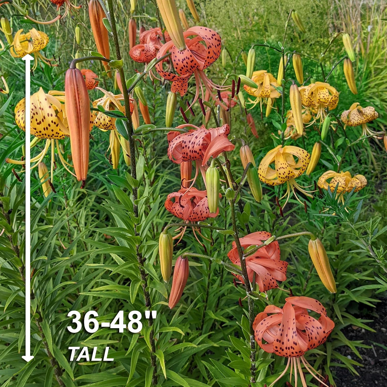 Garden State Bulb Twinkle Tiger Lily Mixed Flower Bulbs, 14/16cm (Bag of 10)