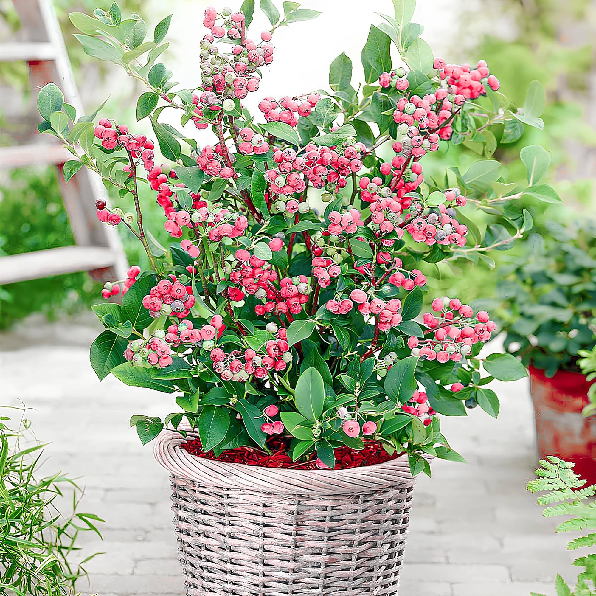 Topf-Heidelbeere Blaubeeren Pflanze "Pink Lemonade" 1 Pflanze, Rosa Frucht,  Vaccinium corymbosum reichtragend Heidelbeere fr Tpfe & Kbel |  Heidelbeere fr Balkon, Terrasse oder Garten, Winterhart : Amazon.de: Garten