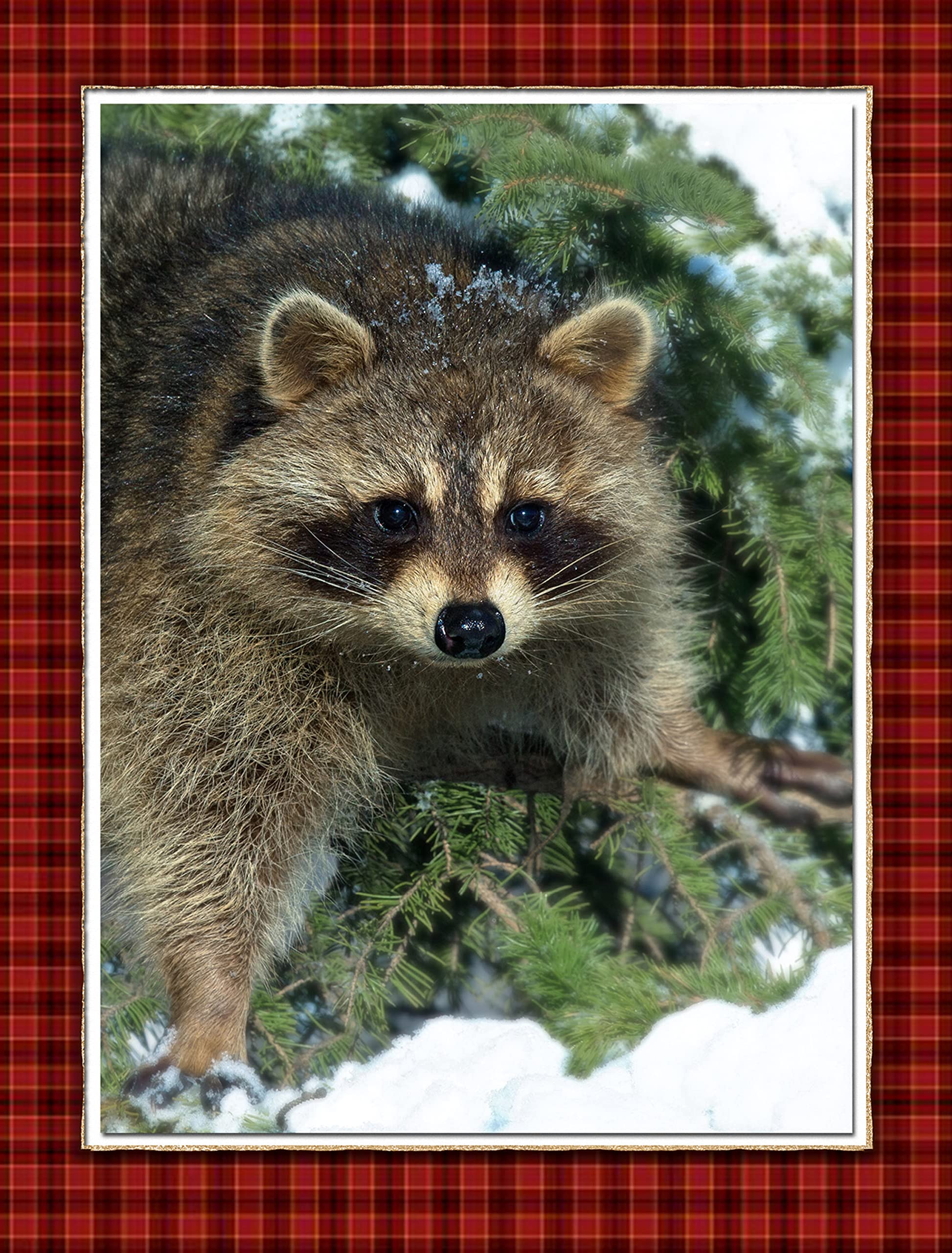 “The Unexpected Guest” Raccoon - Boxed Christmas Cards - 5 5/8 x 7 3/8 Inches - 15 Heavyweight Cards and 16 Envelopes - Team Husar