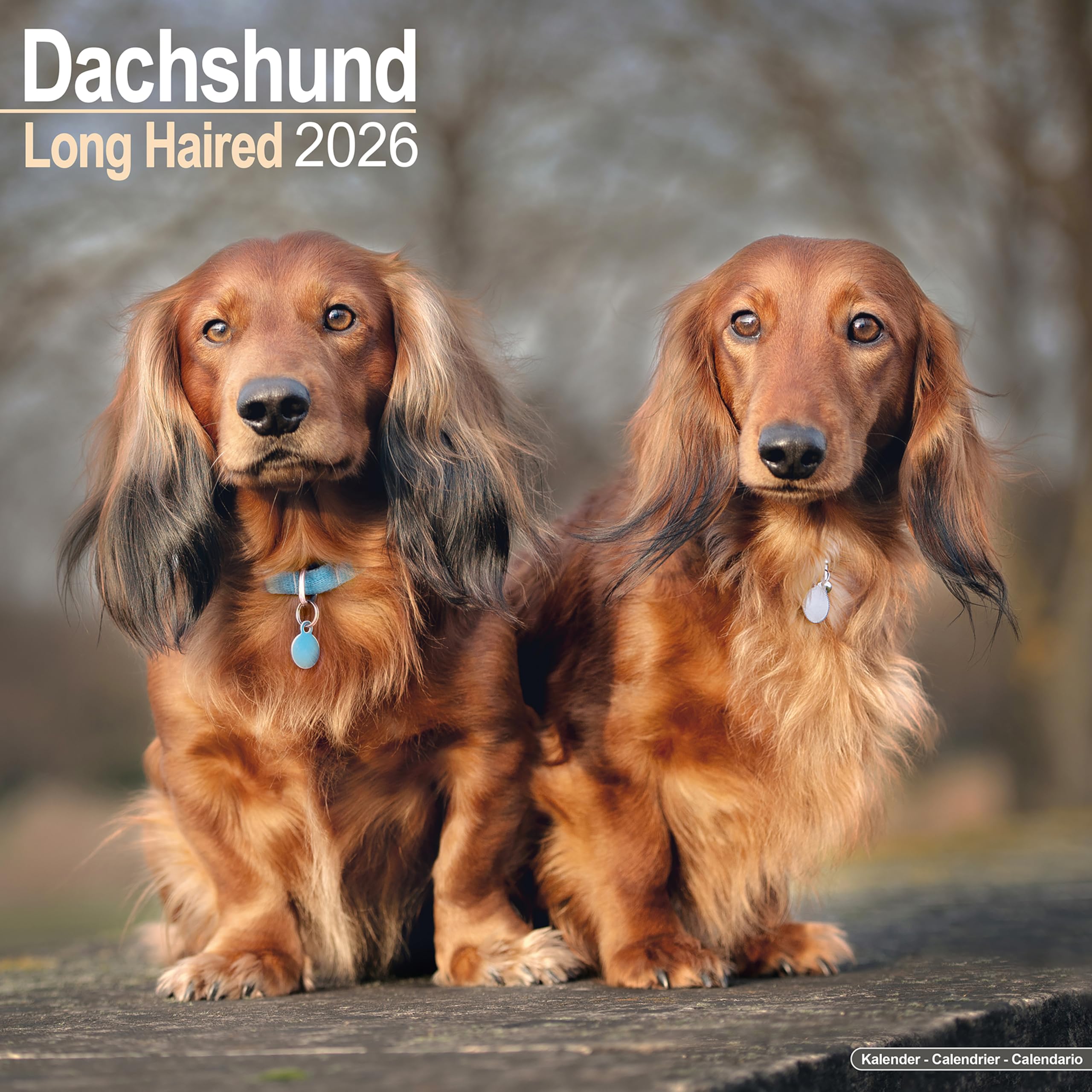 Long Haired Dachshund 2026 Calendar | Square Wall Calendar | Dog Breed Gift | Plastic Free Packaging | by Avonside Publishing
