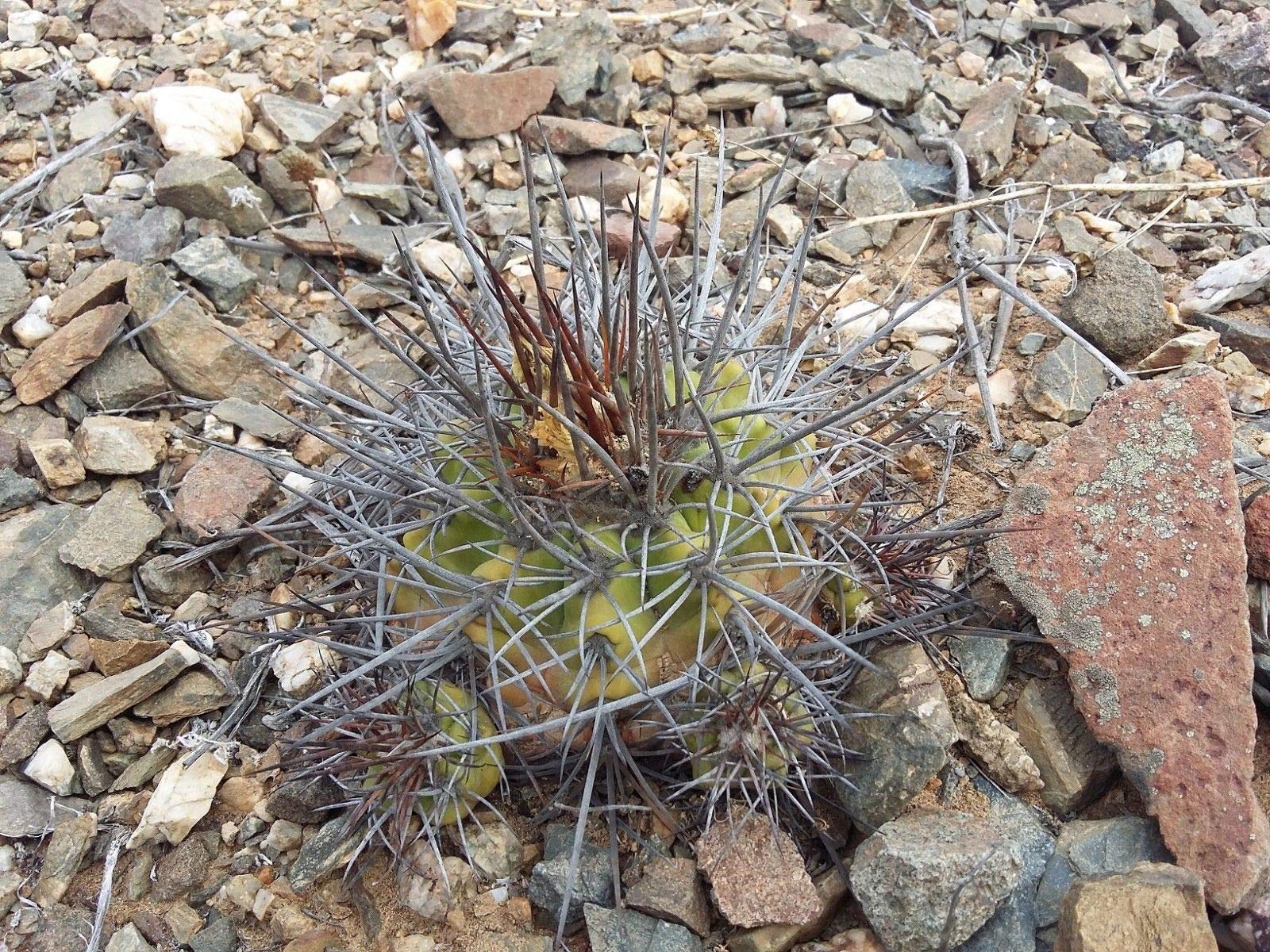 Amazon.co.jp: 【種子】Copiapoa Echinoides◇コピアポア