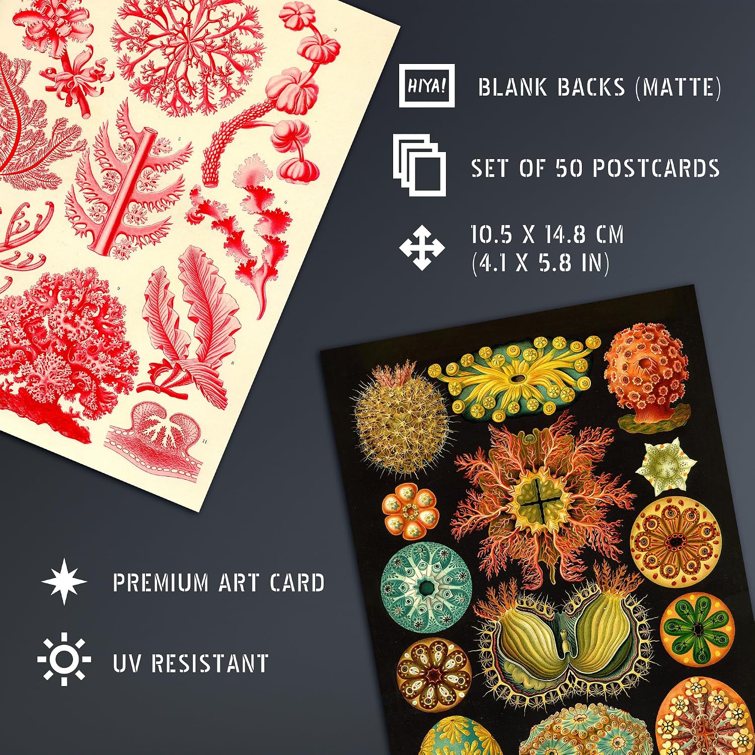 Artery8 50 Pcs Botanical Aesthetic Haeckel Colourful Collage Kit Wall Art Prints A6 Set Pack 14.8 x 10.5 cm (5.8 x 4.1) Bedroom Wall Home Bathroom Pictures Sea Art