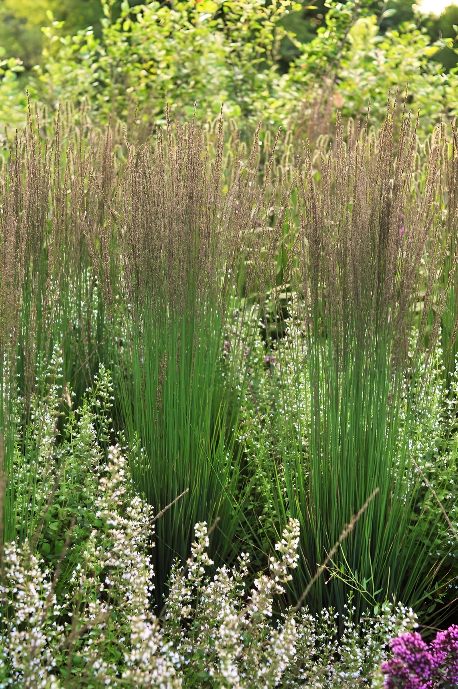 Stauden Gänge 10 x Molinia caerulea 'Moorhexe' Kleines Pfeifengras