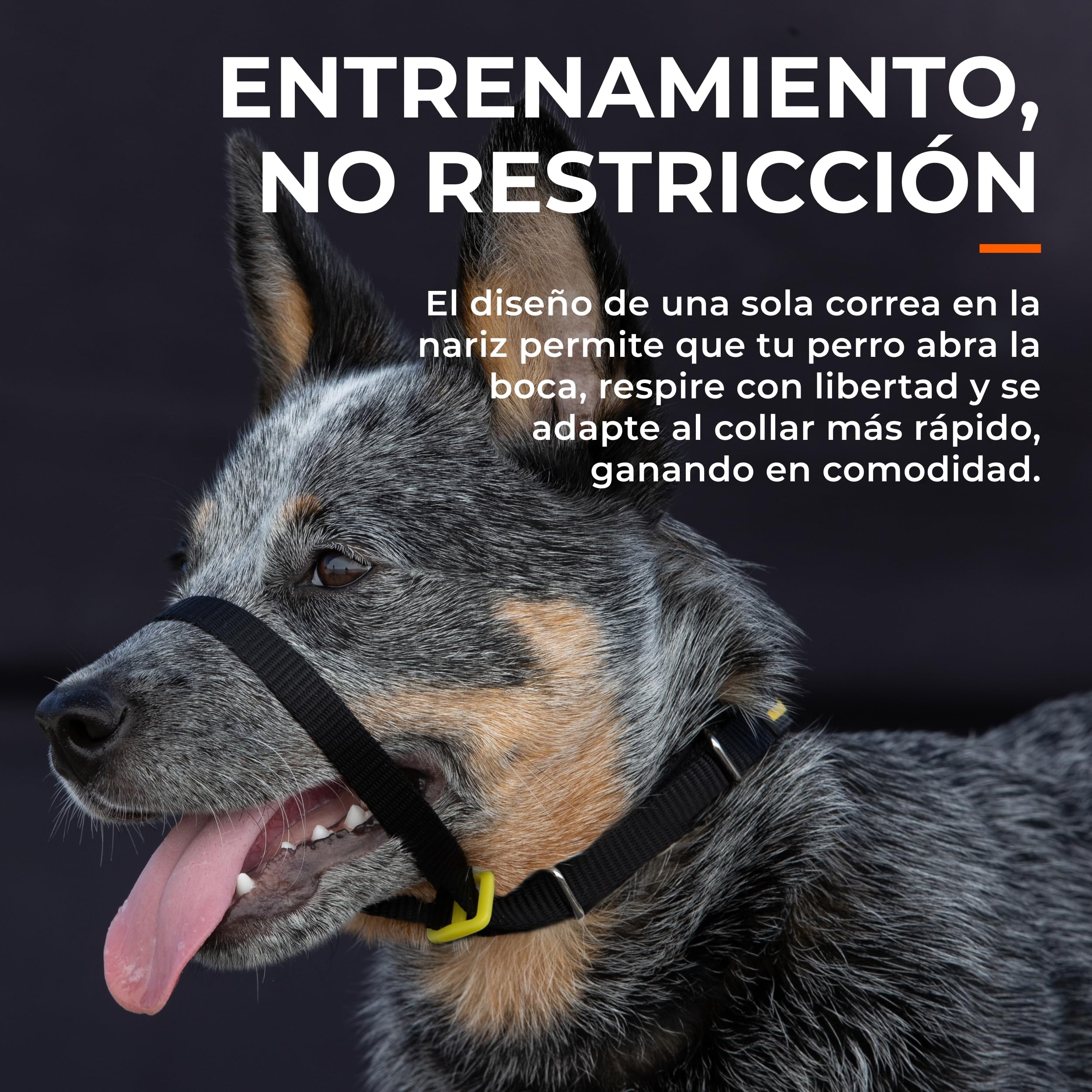 Canny Collar – Collar Antitirones de Cabeza para Perros Que Tiran | Arnés de Entrenamiento Suave y Seguro | Paseos Tranquilos sin Tirones – Azul, Talla 5