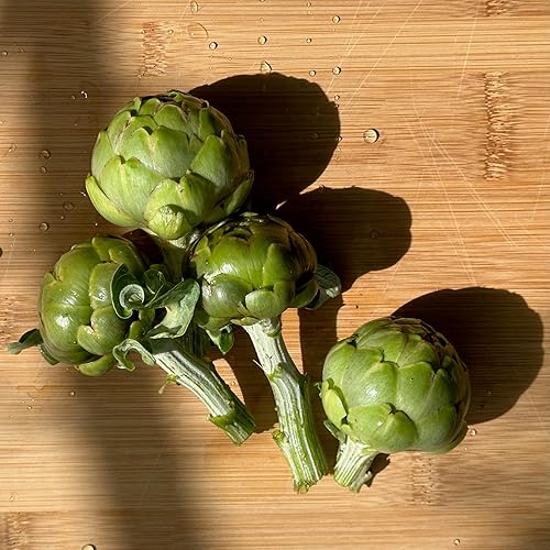 Miniatura 4 de Plant Good Seed Green Globe - Semillas de alcachofa – Paquete de 25 semillas tradicionales para plantar frutas y verduras, suministros de