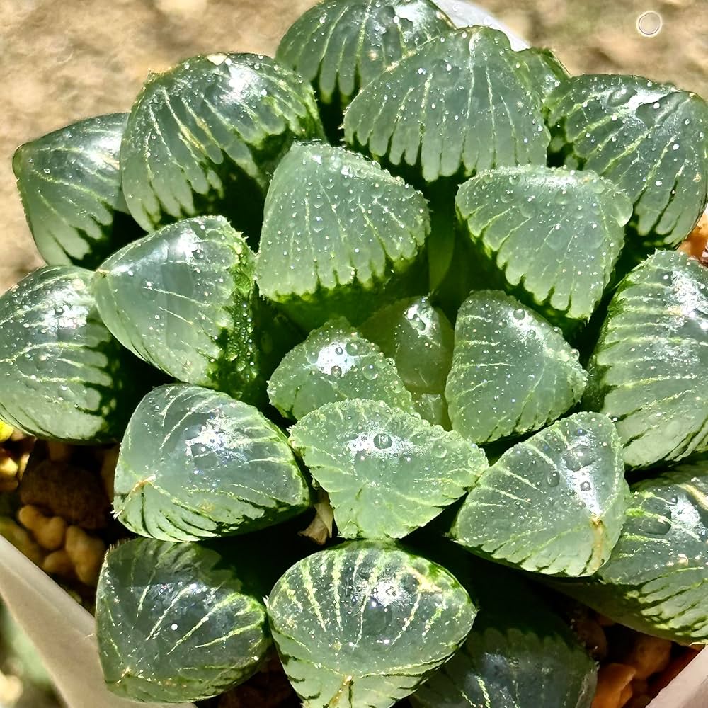 専用 丸葉ピクタ錦+ジェリーフィッシュ錦 Amazon｜多肉植物 ハオルチア ハオルシア ジェリーフィッシュ