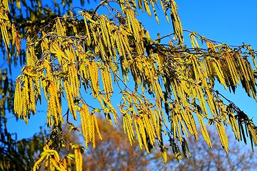 30 semillas de aliso de avellana para plantar - Alnus incana Rugosa