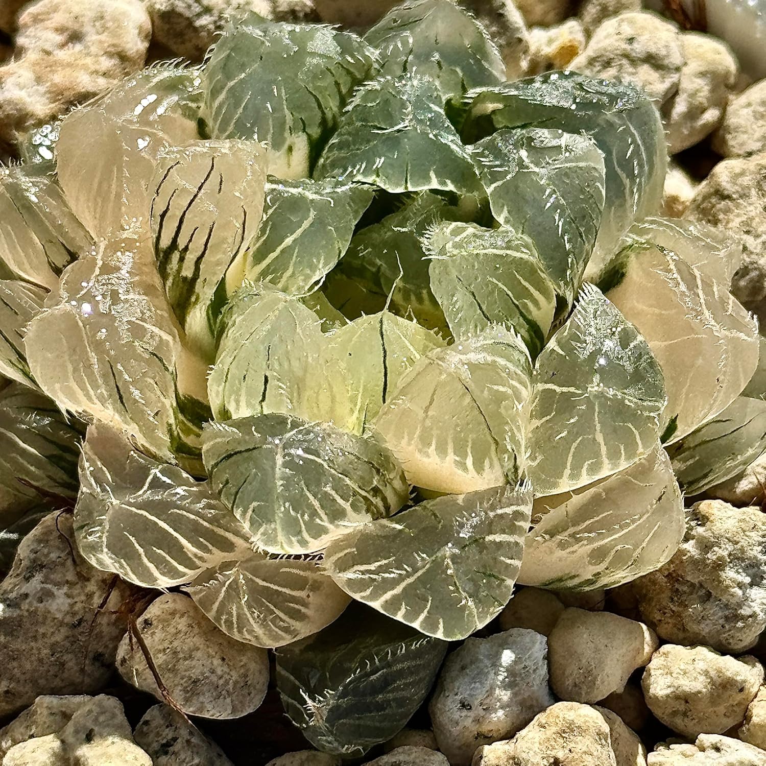 多肉植物 観葉植物 ハオルチア ハオルシア ブルーレンズオブツーサ錦