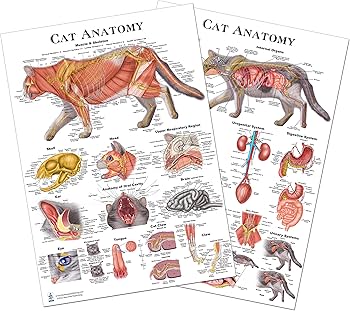 Amazon.com: Cat Anatomy Poster Set Veterinary Anatomy, Anatomy