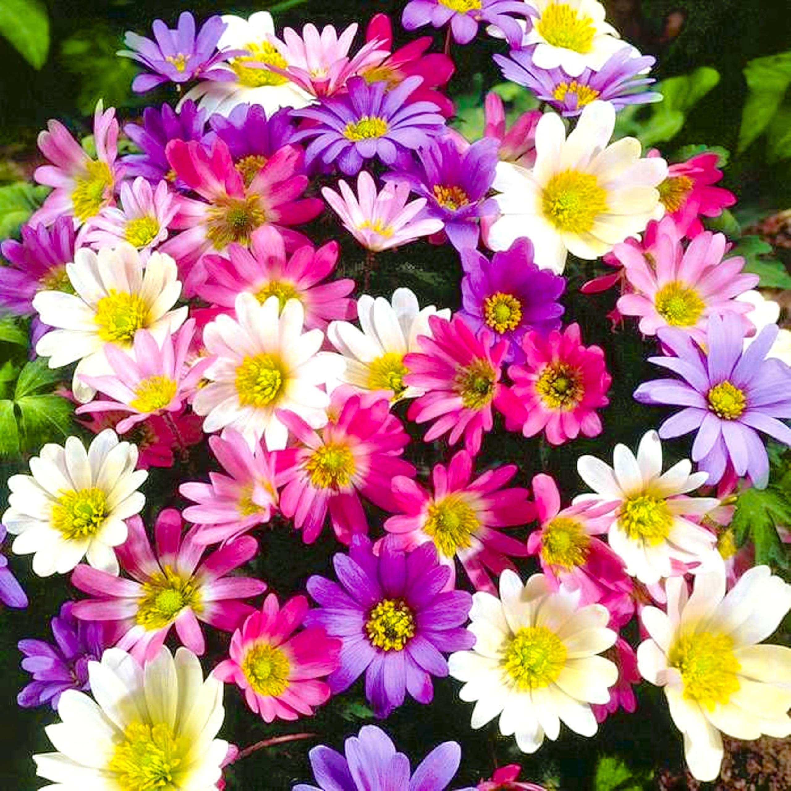 10 Anemone Blanda Mix Colour Garden Bulbs for Planting, Perennial Windflower Corms, Woodland Cottage Spring Flowers, Rock Garden Plant Pollinator Friendly Borders Beds, Attrack Butterflie & Bees