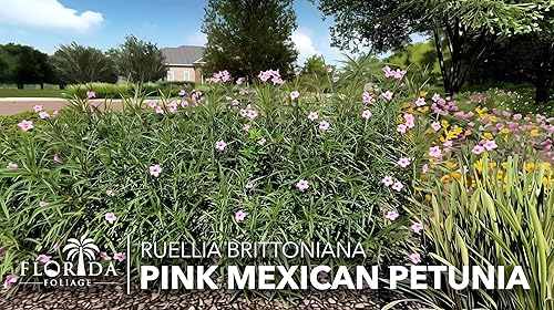 Miniatura 4 de Rosa petunia mexicana  3 plantas vivas  Ruellia Brittoniana  Polinizador de paisaje con flores rosadas  Cubierta vegetal tolerante al calor  Perenne