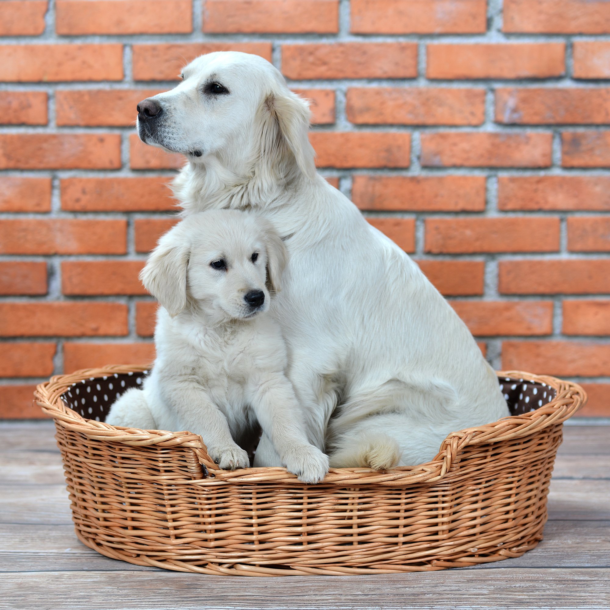 Hundekorb aus Weide für Hund und Katze Hundebett Katzenbett mit Kissen Tierkorb geflochten Katzenkorb Liegeplatz