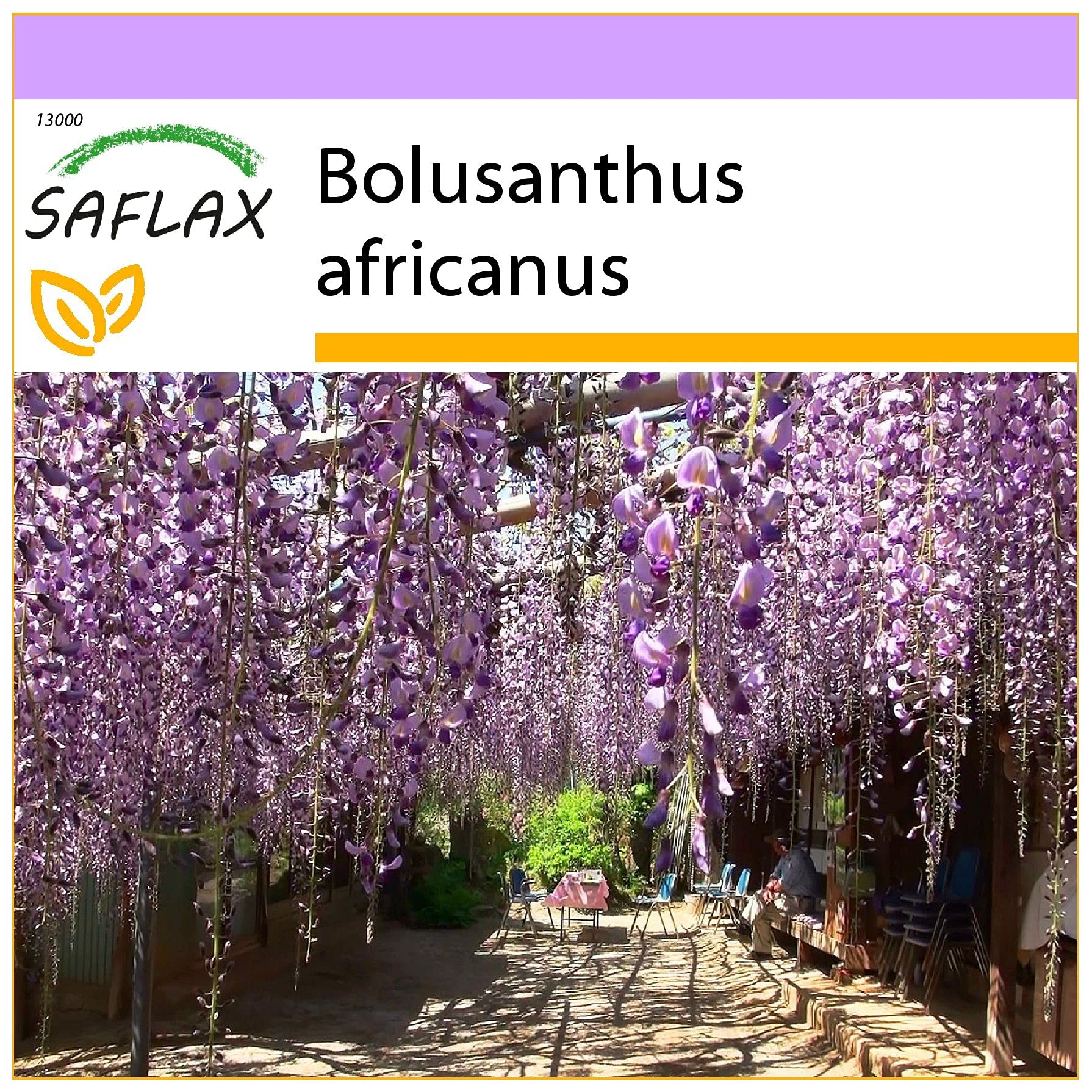 SAFLAX - Bonsai - Afrikanischer Blauregen - 15 Samen - Bolusanthus