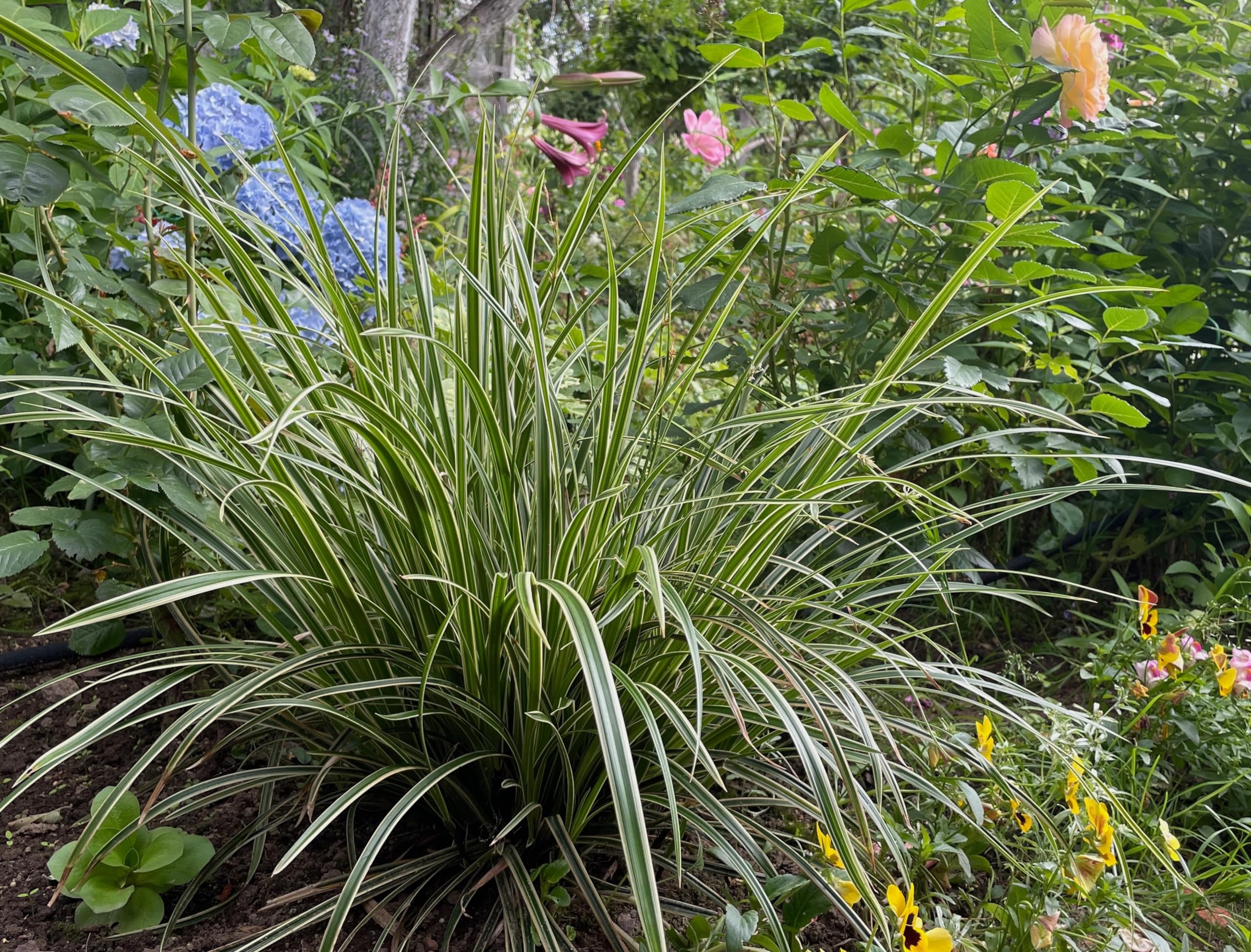 Stauden Gänge 10 x Carex morrowii 'Ice Dance' Bunte Japan Segge winterhart