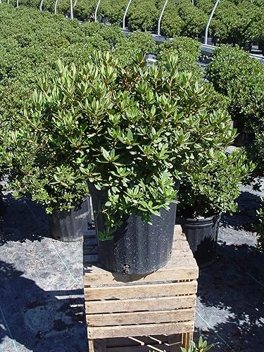 Vista 12 de Green Promise Farms Rododendro `Scintillation` Evergreen, contenedor de 3 tamaños, rosa suave