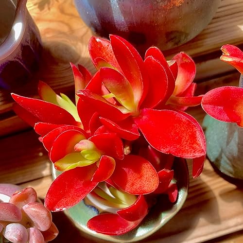 Miniatura 4 de FWPP Crassula capitella 'Campfire' - Planta suculenta viva de 3 pulgadas, hojas rojas brillantes, raíz desnuda sin tierra de maceta, planta de