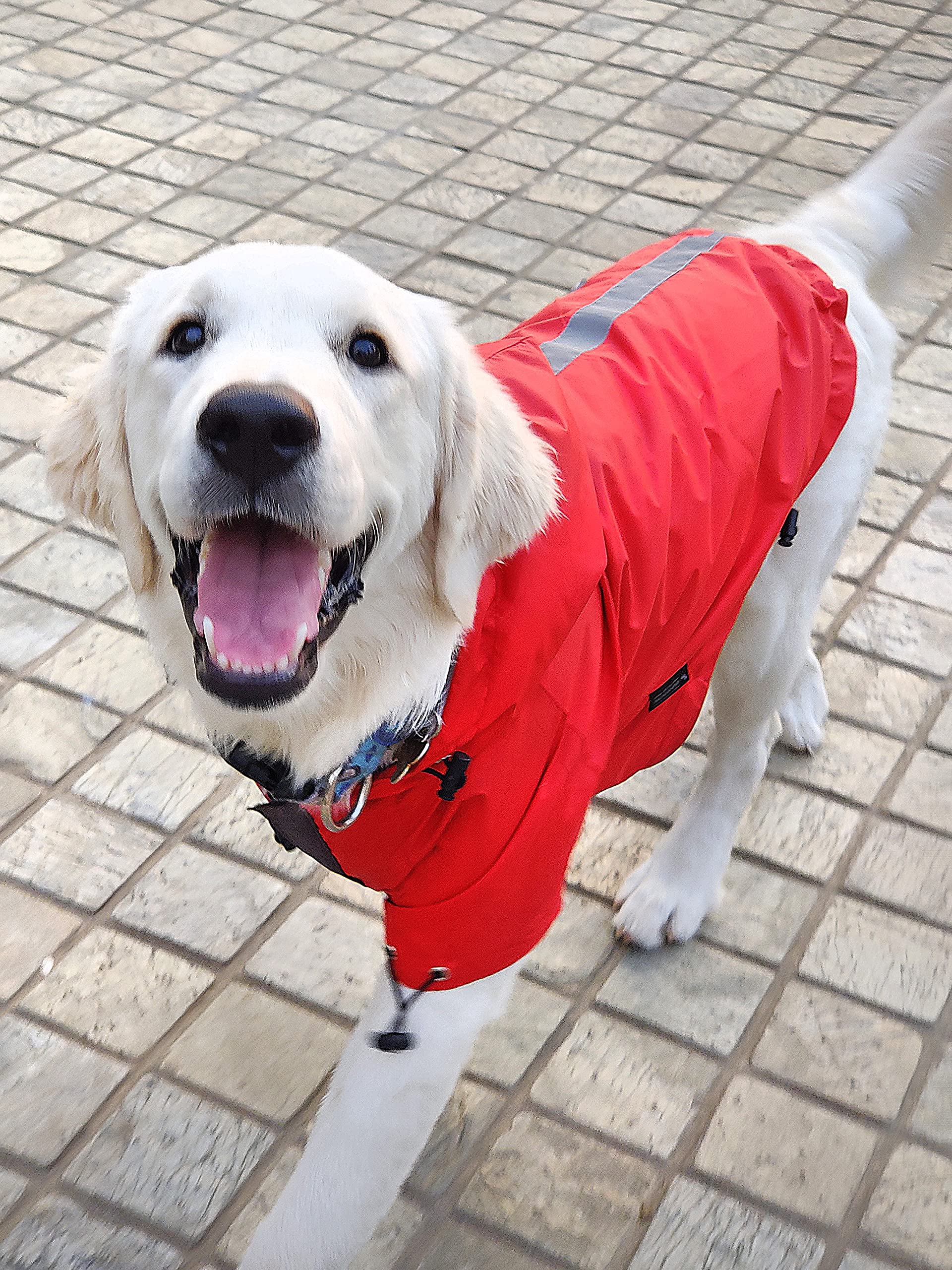 Heads Up For Tails Drizzle Buddy Dog Raincoat - Red - S (B09FZJNGTK) Amazon Price History, Amazon Price Tracker
